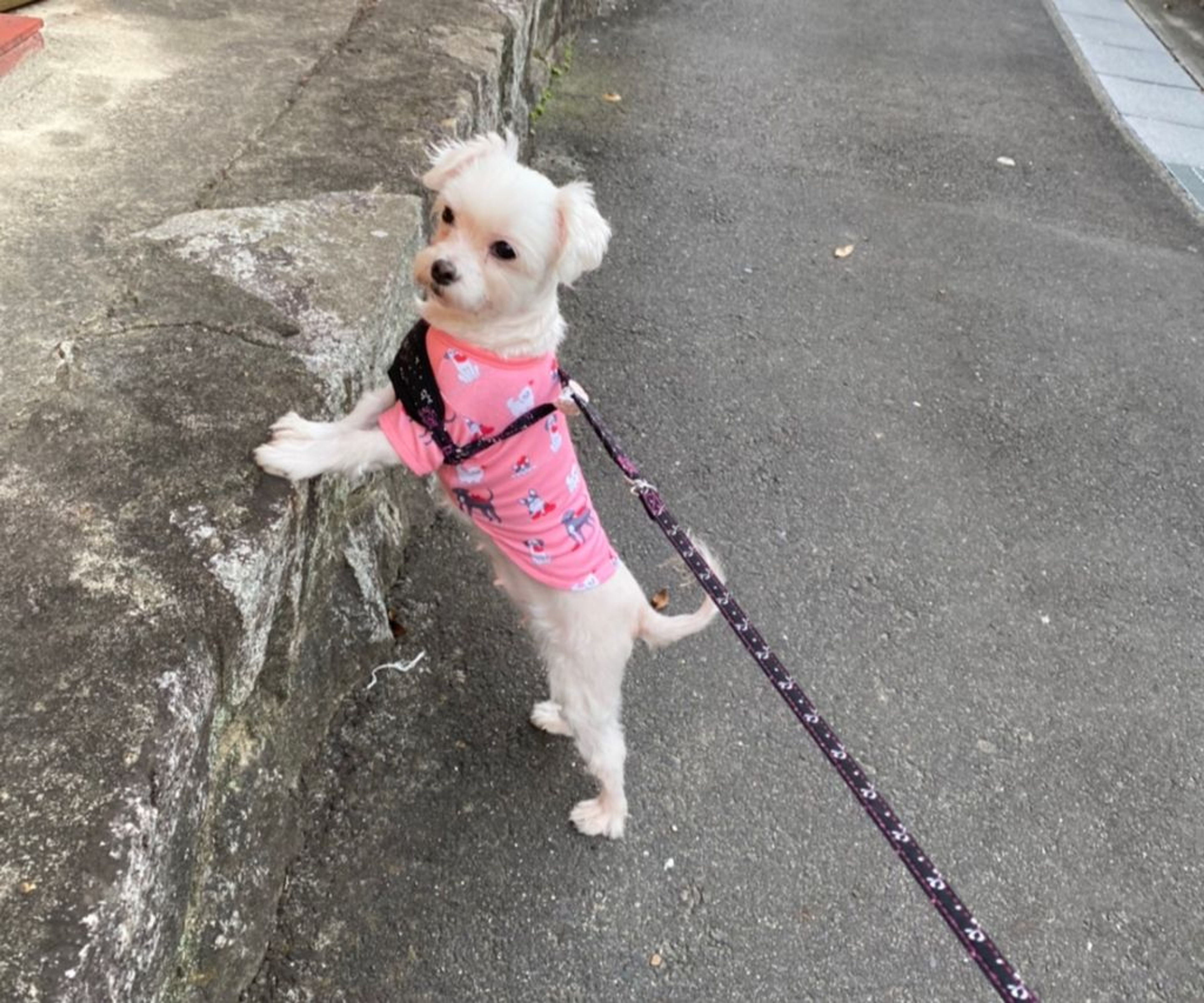 pet-image-5