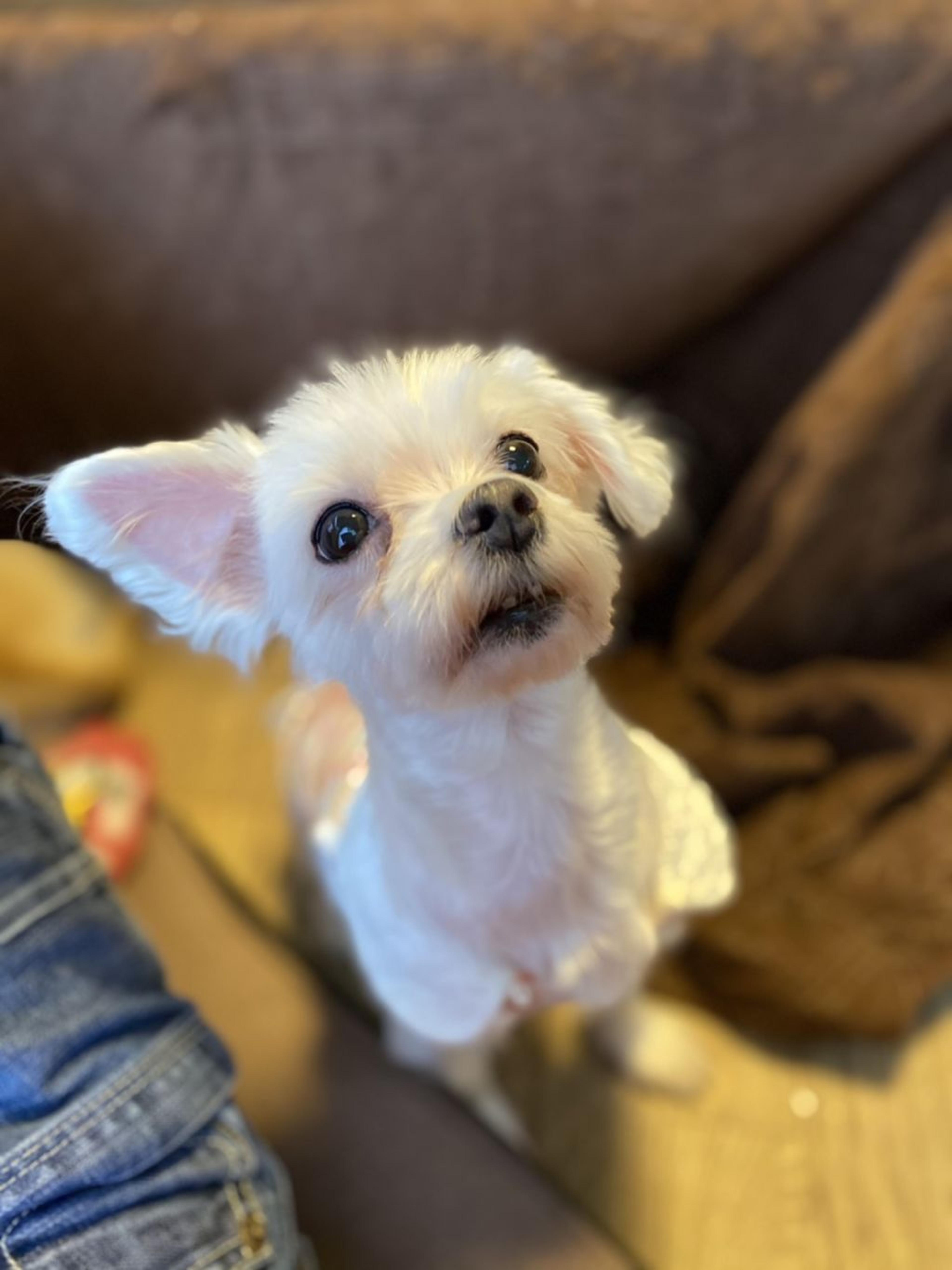 pet-image-6
