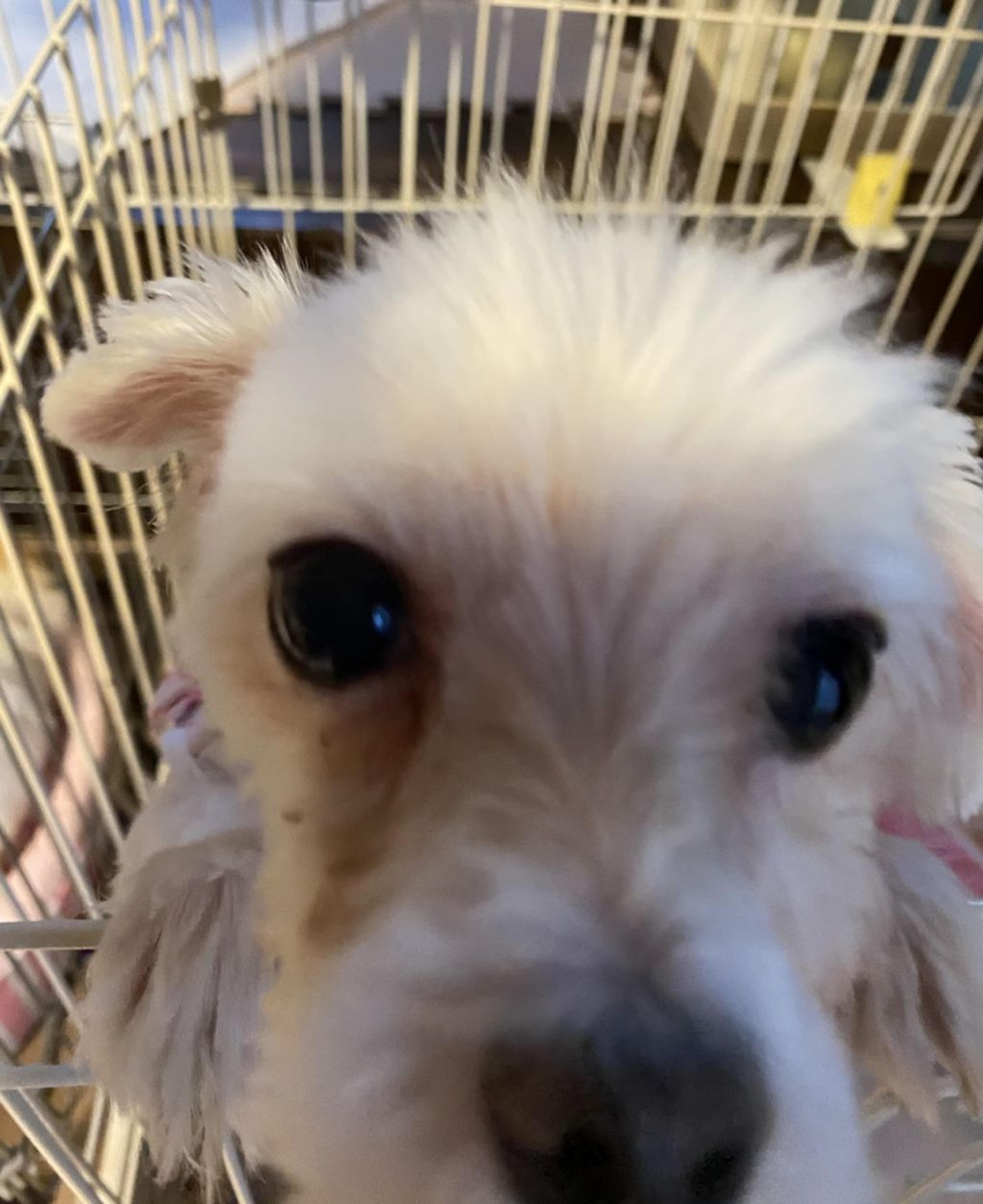 pet-image-7