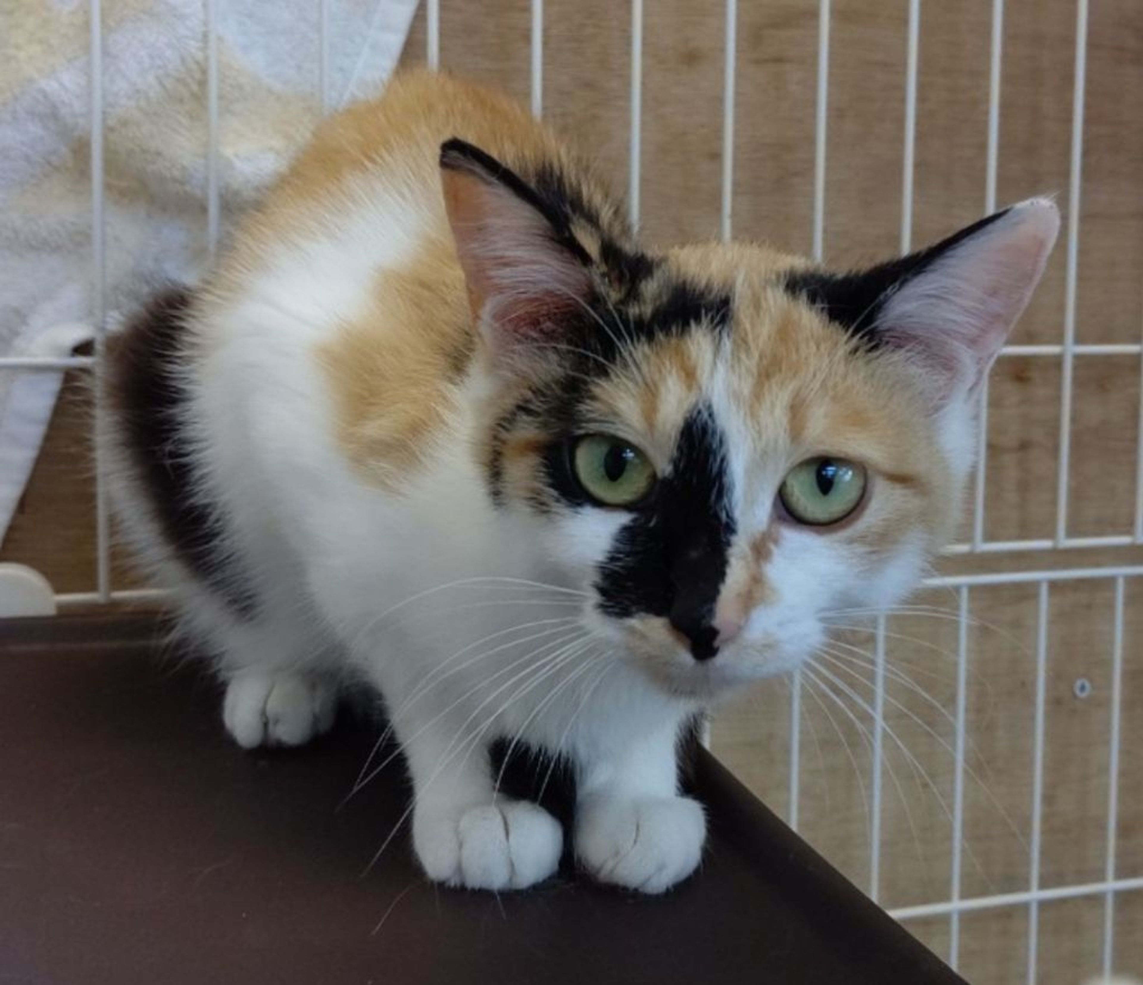雑種（ミックス猫）・メスの里親募集の写真