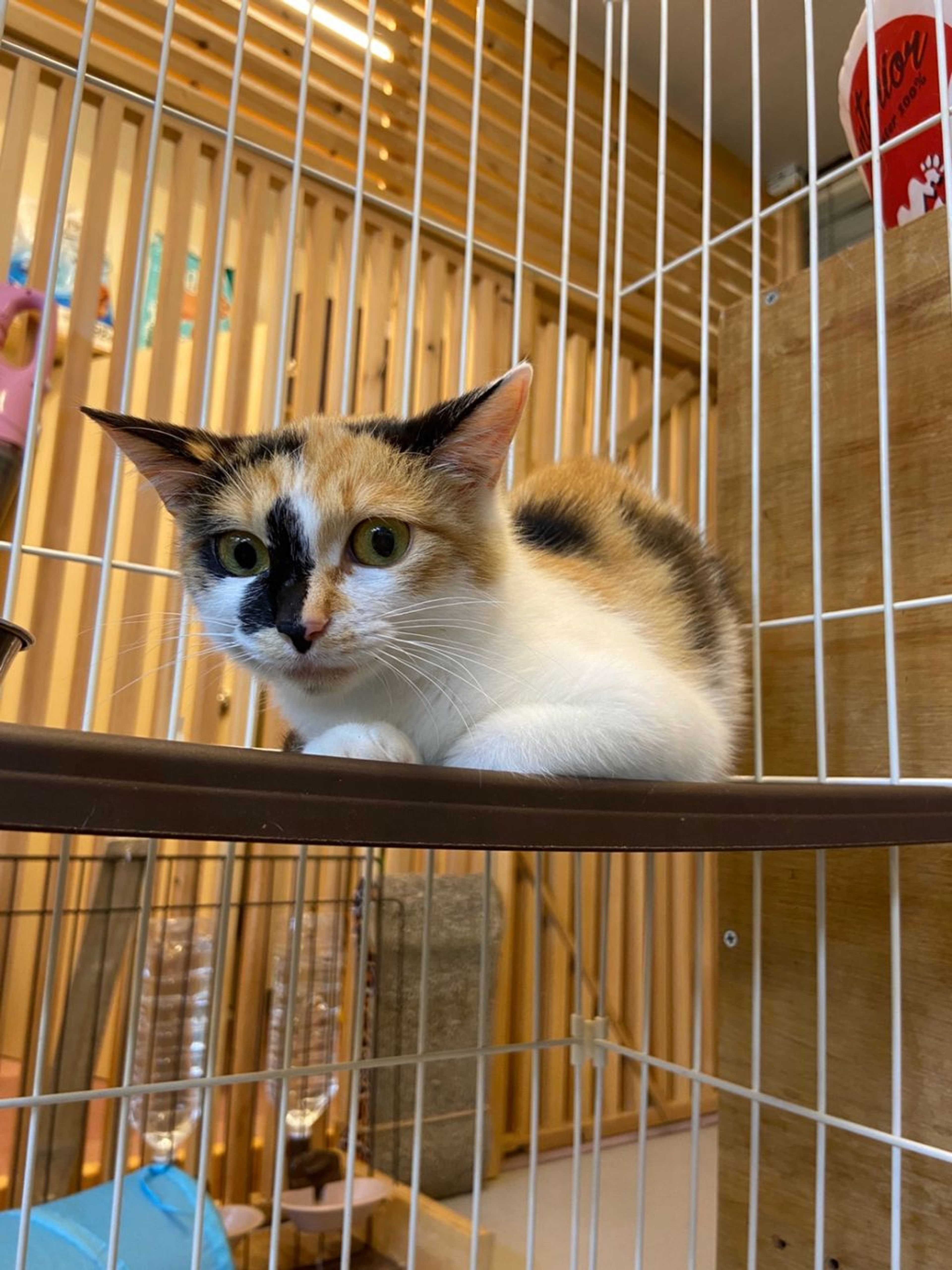 pet-image-3