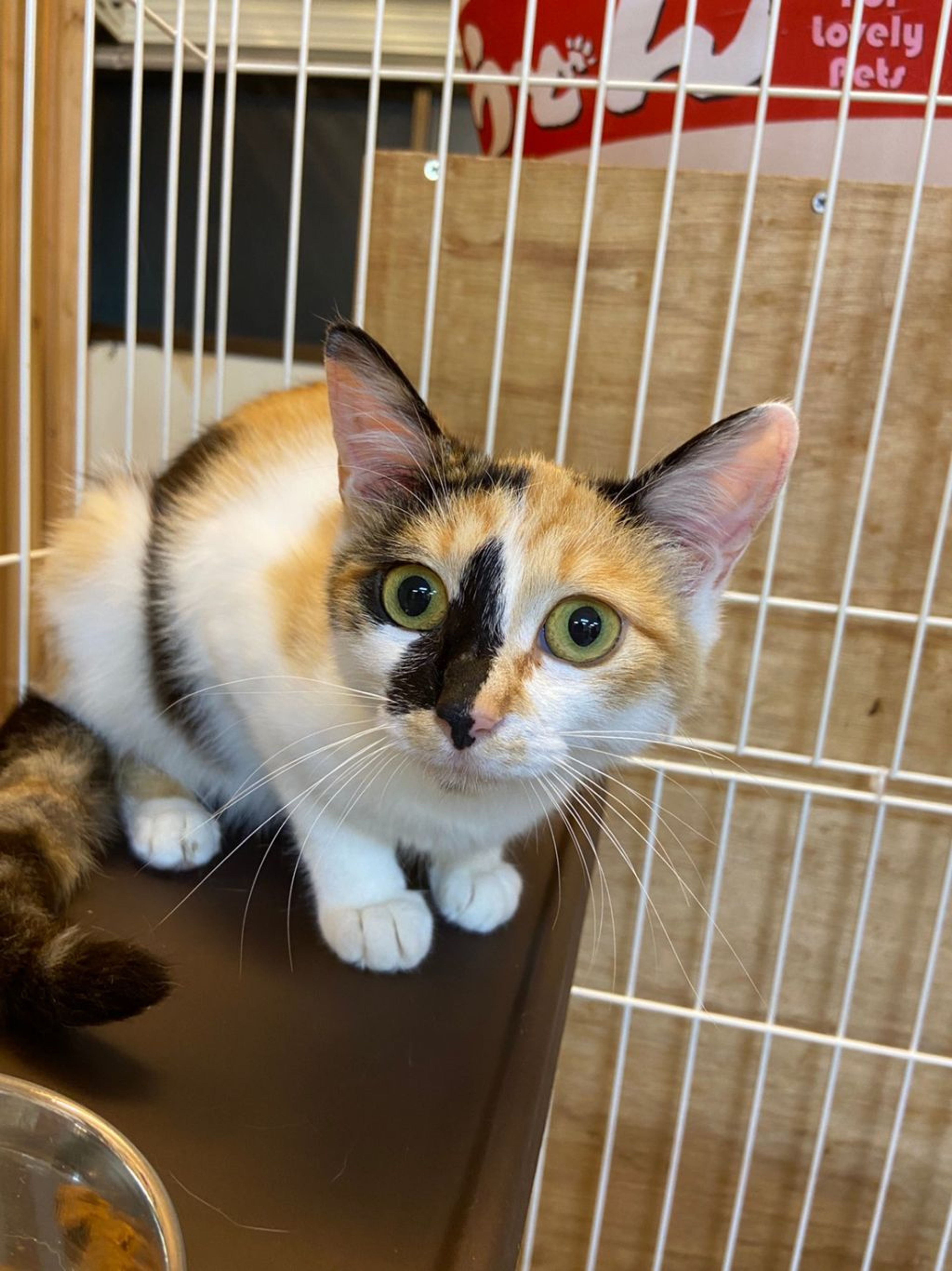 pet-image-4