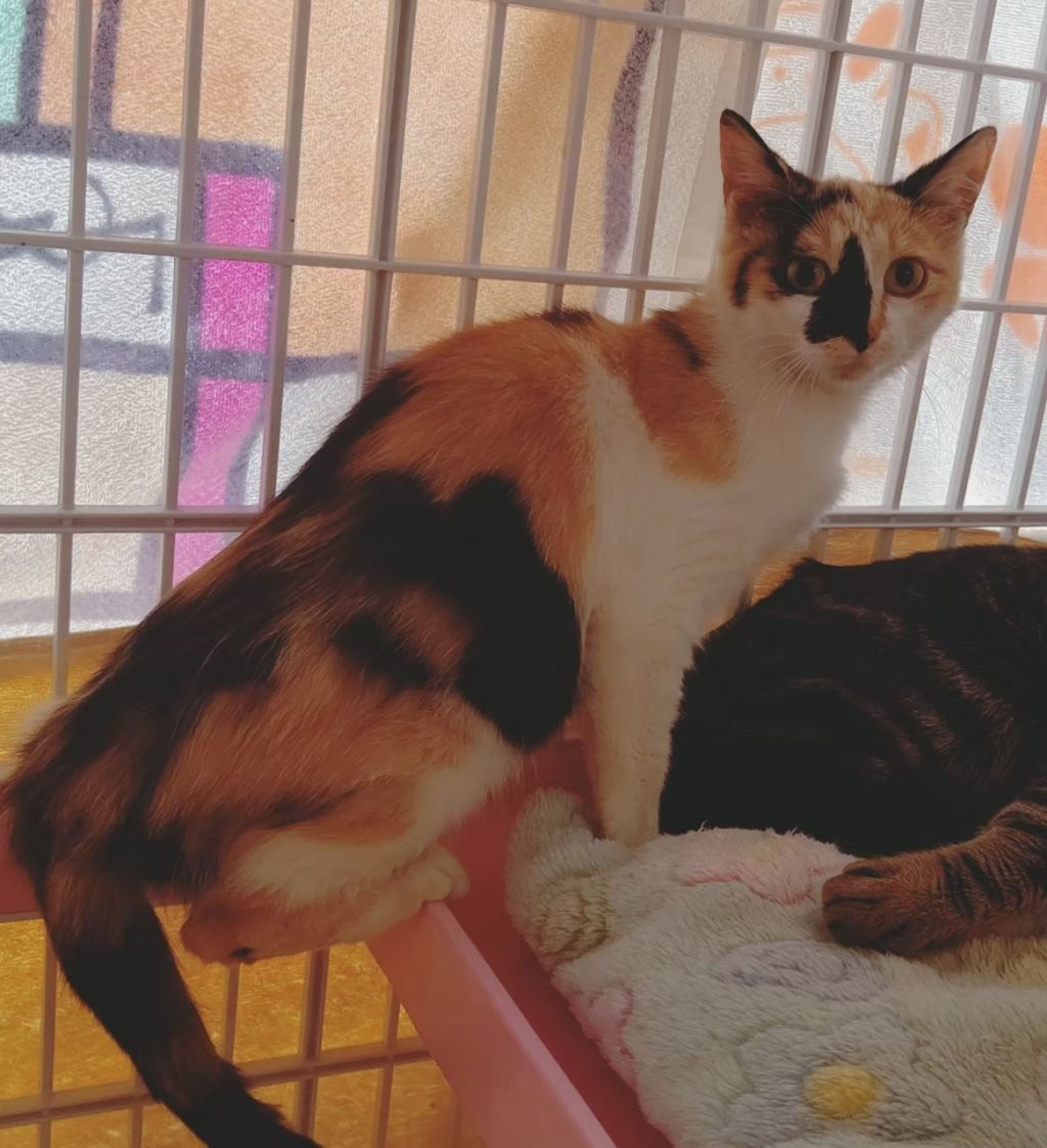 pet-image-5