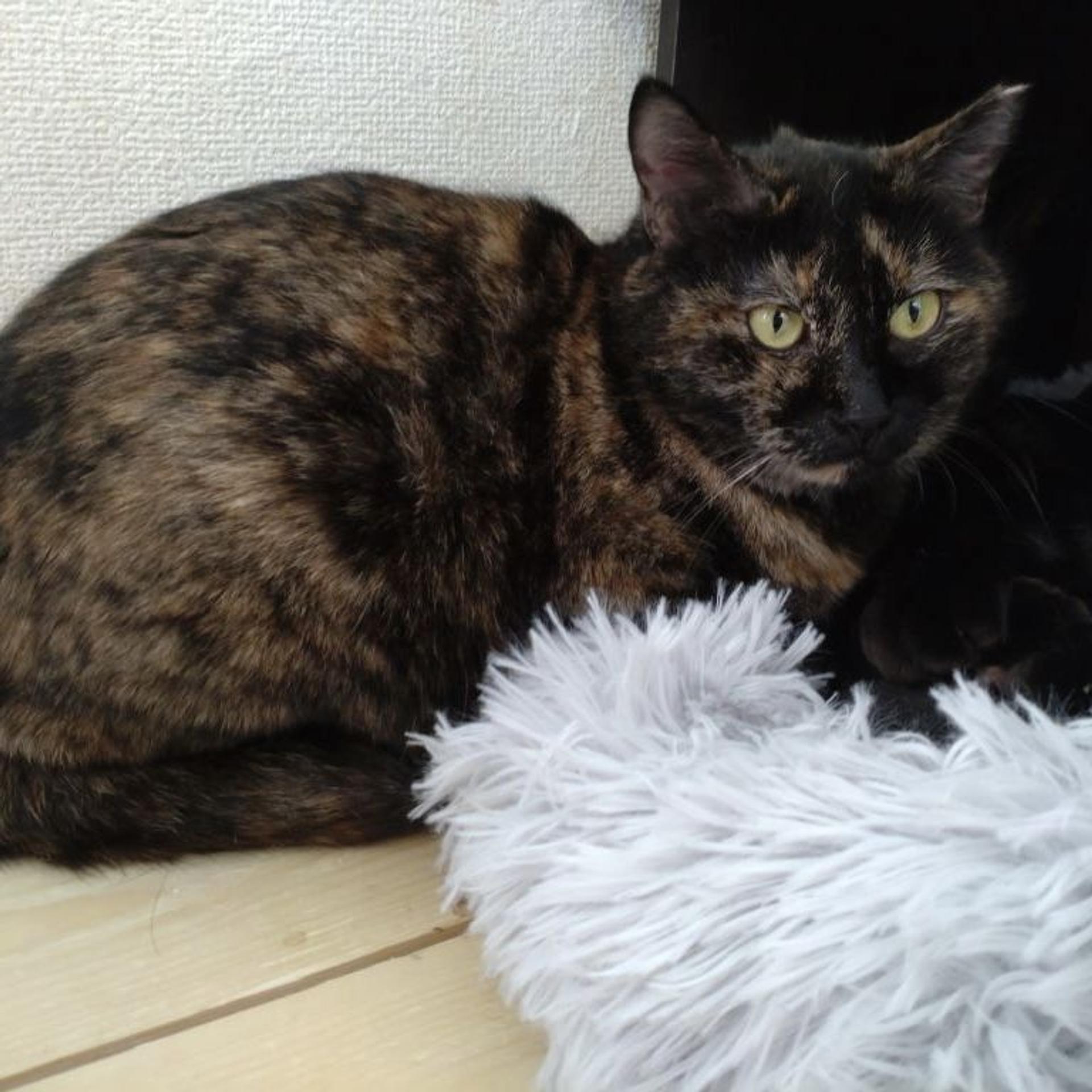 pet-image-4