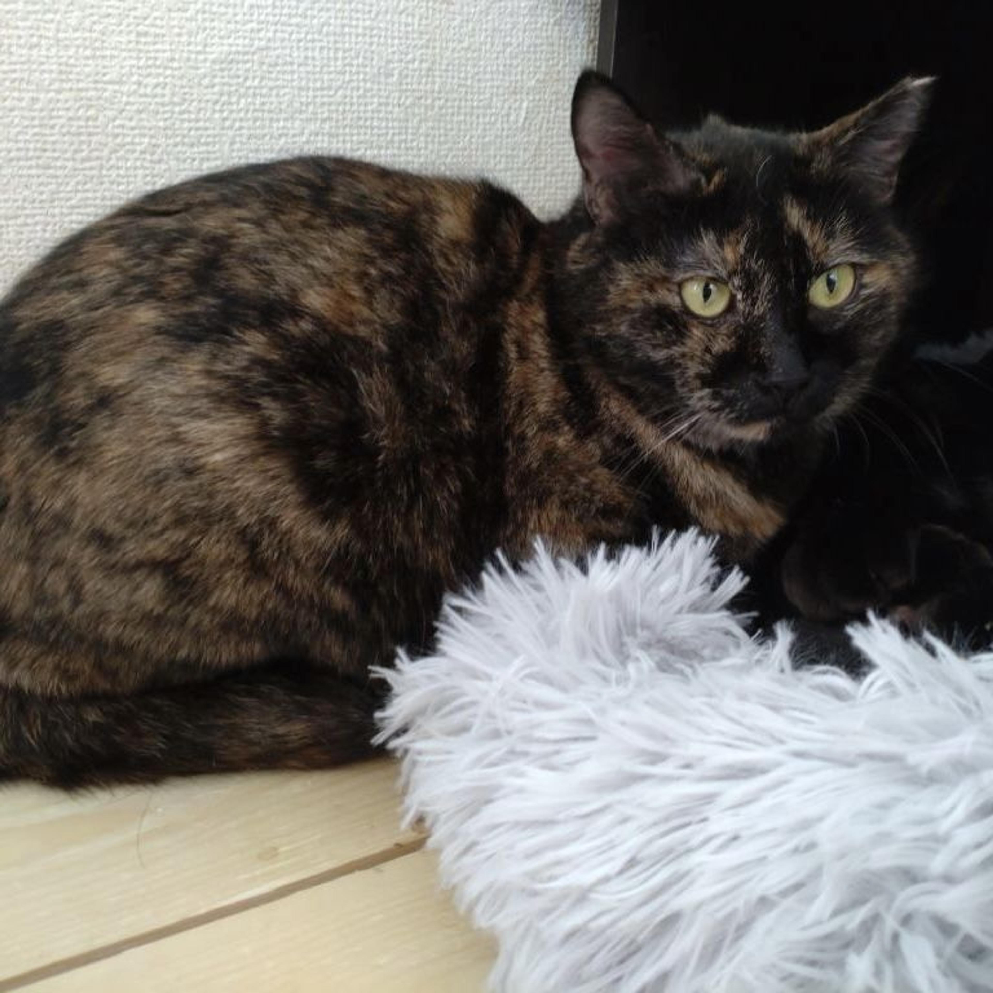 pet-image-4