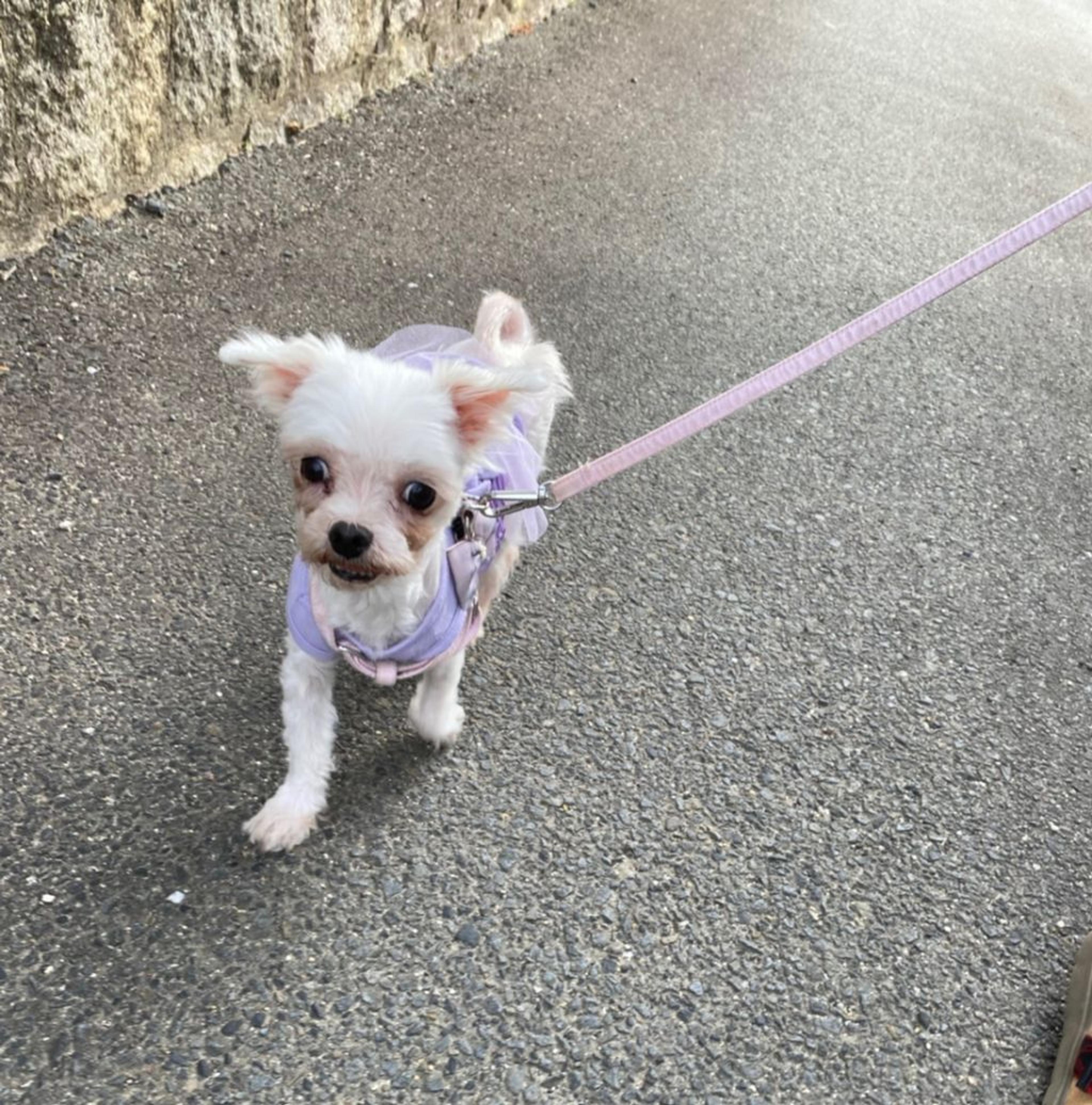 pet-image-2