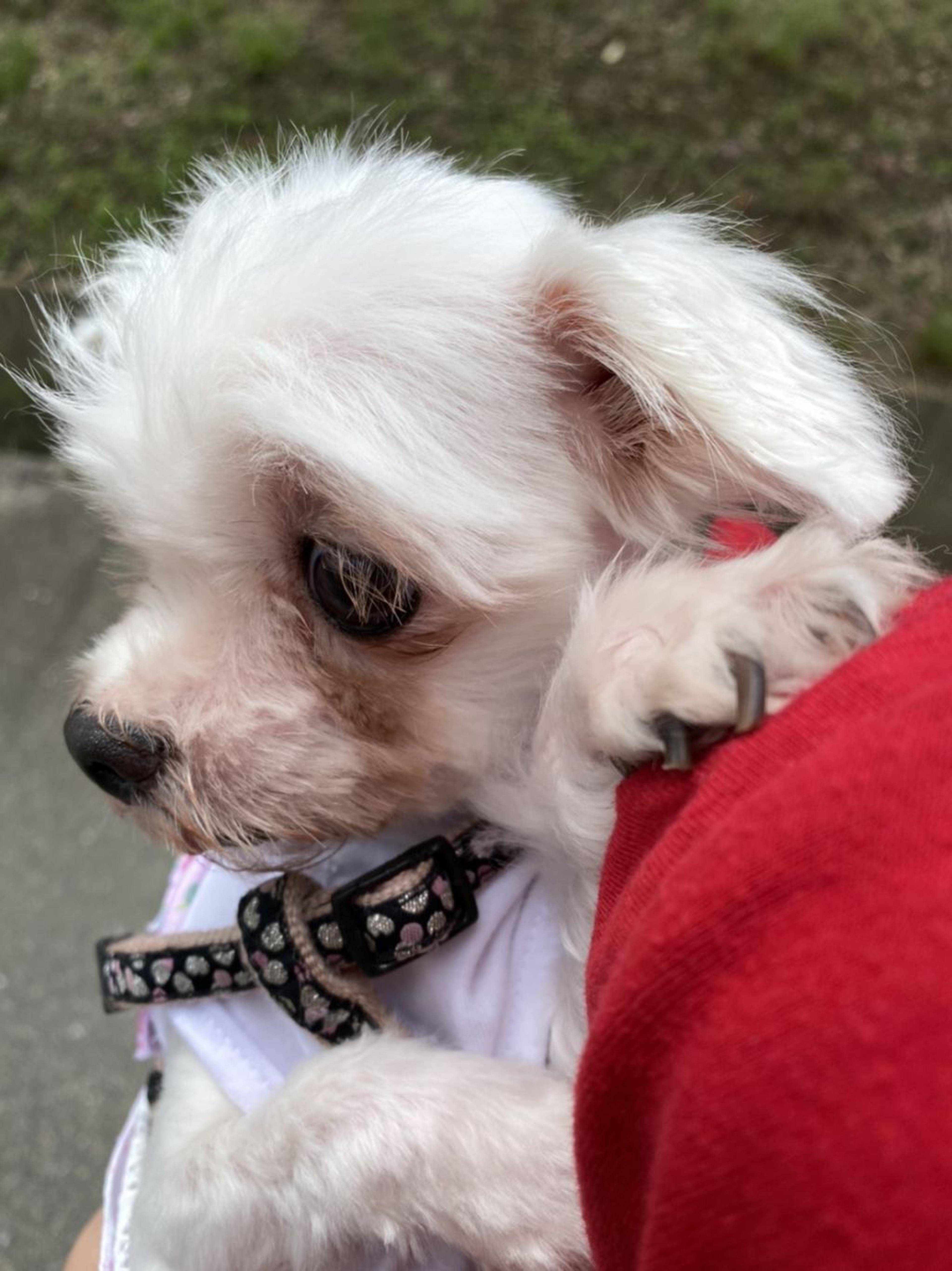 pet-image-3
