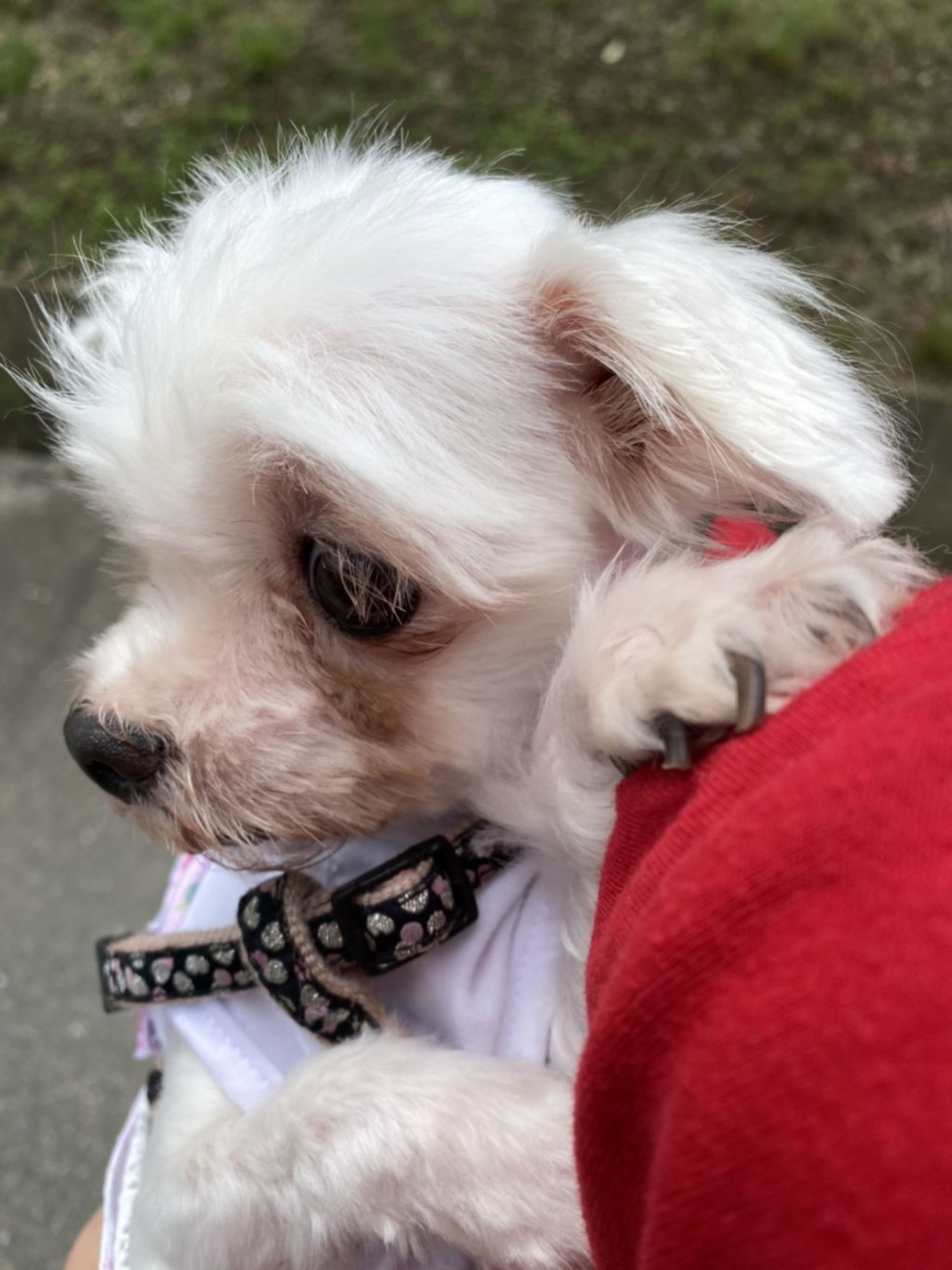 pet-image-3