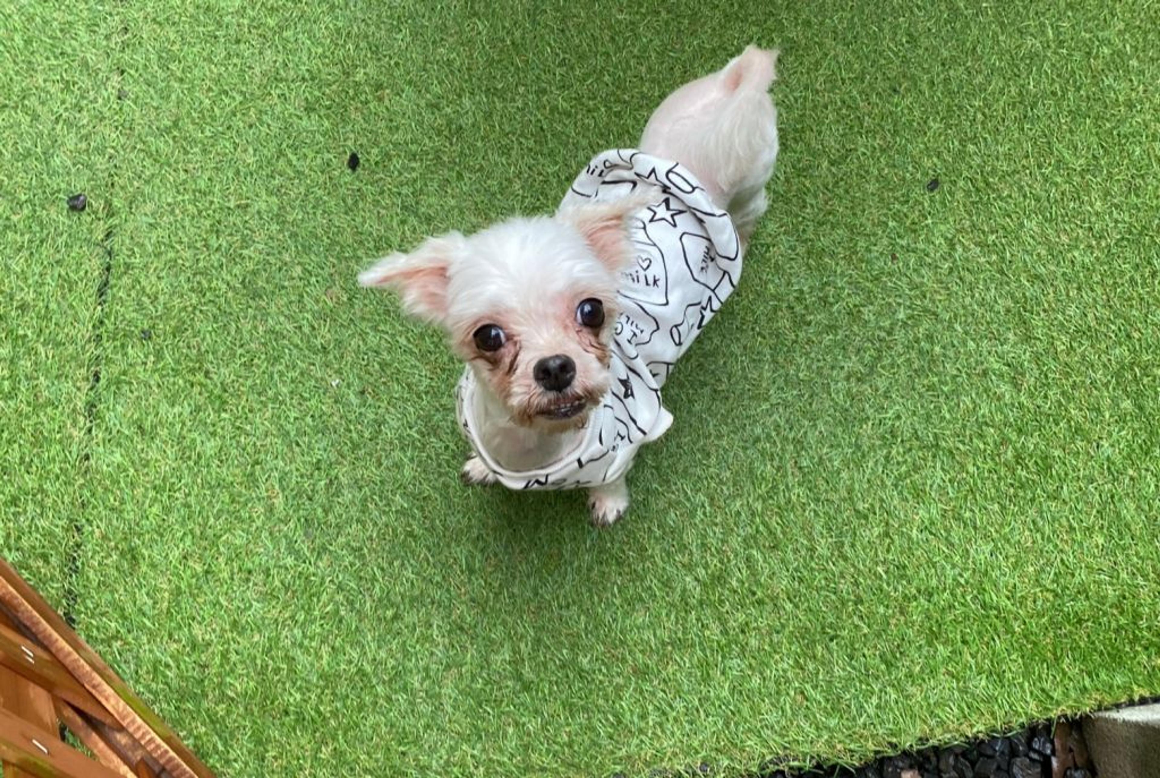 pet-image-4