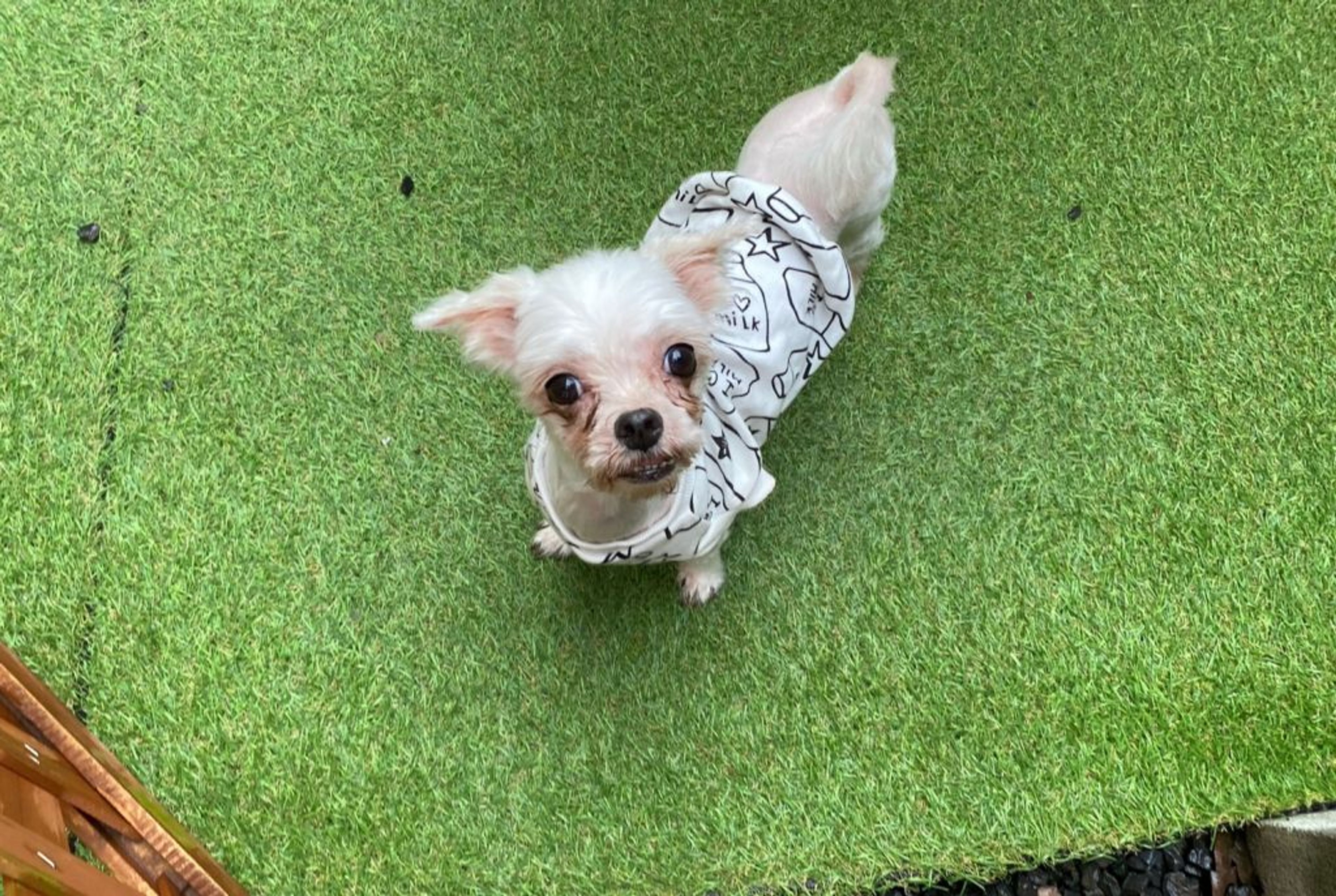 pet-image-4