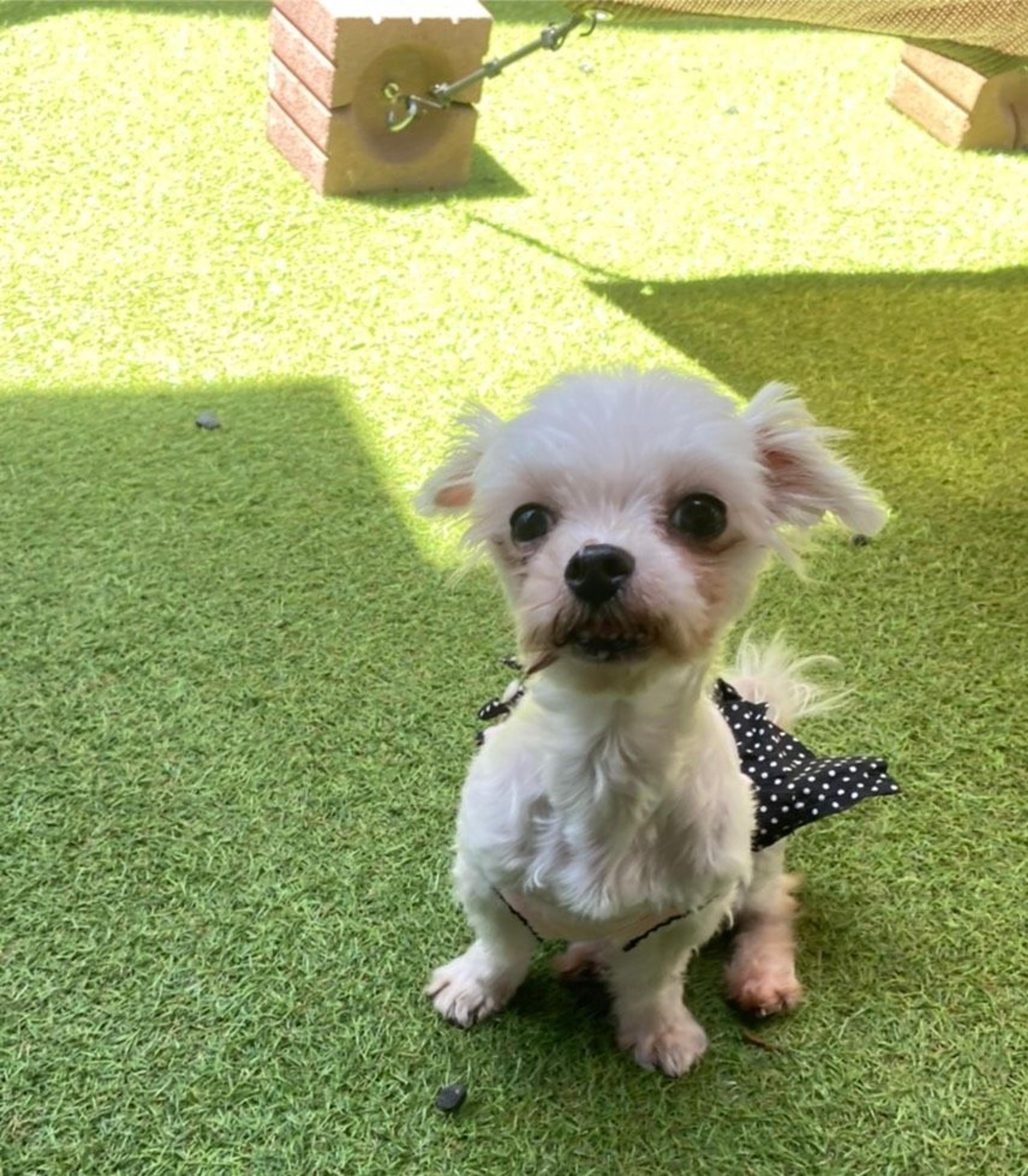 pet-image-5