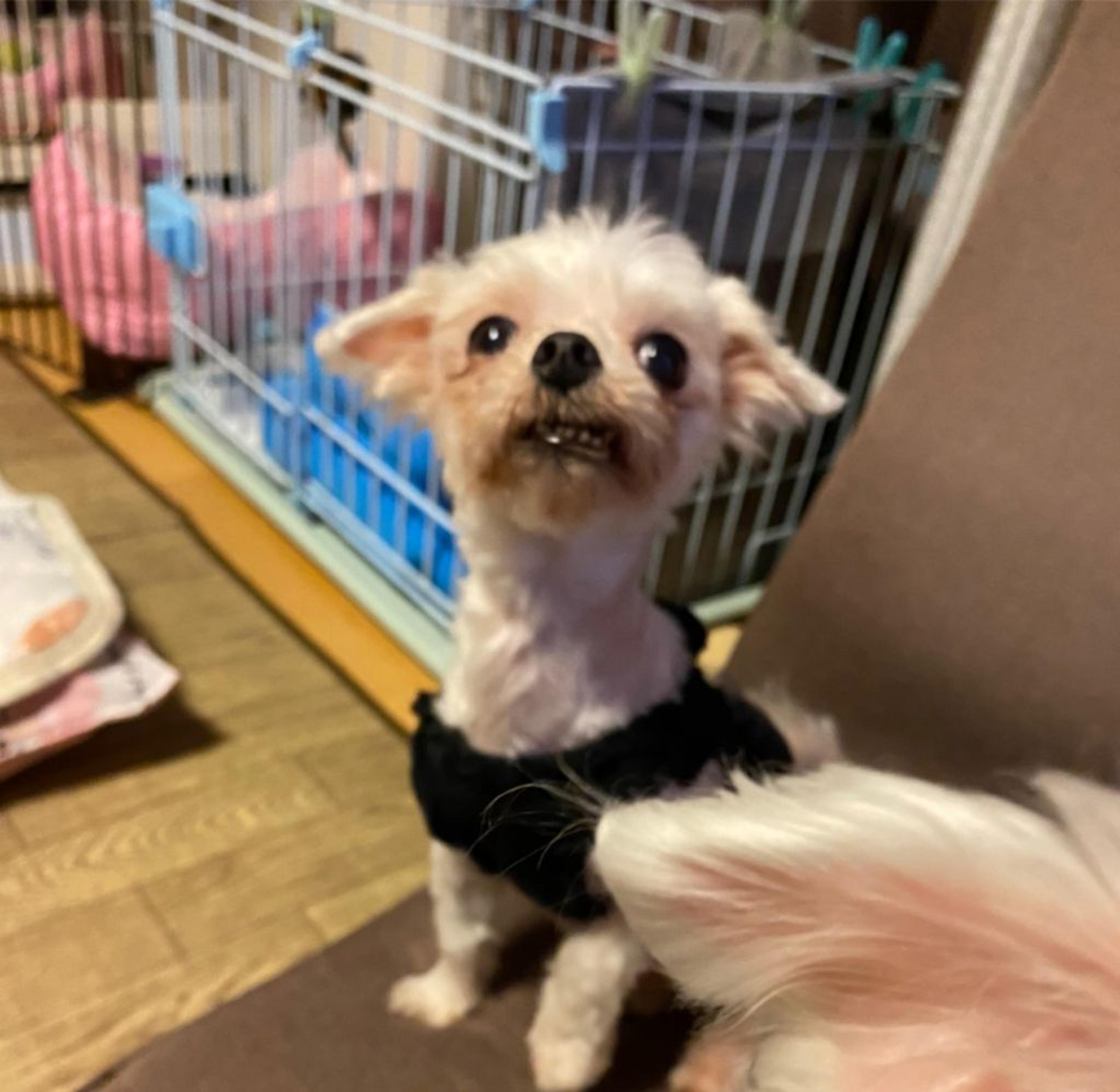 pet-image-7