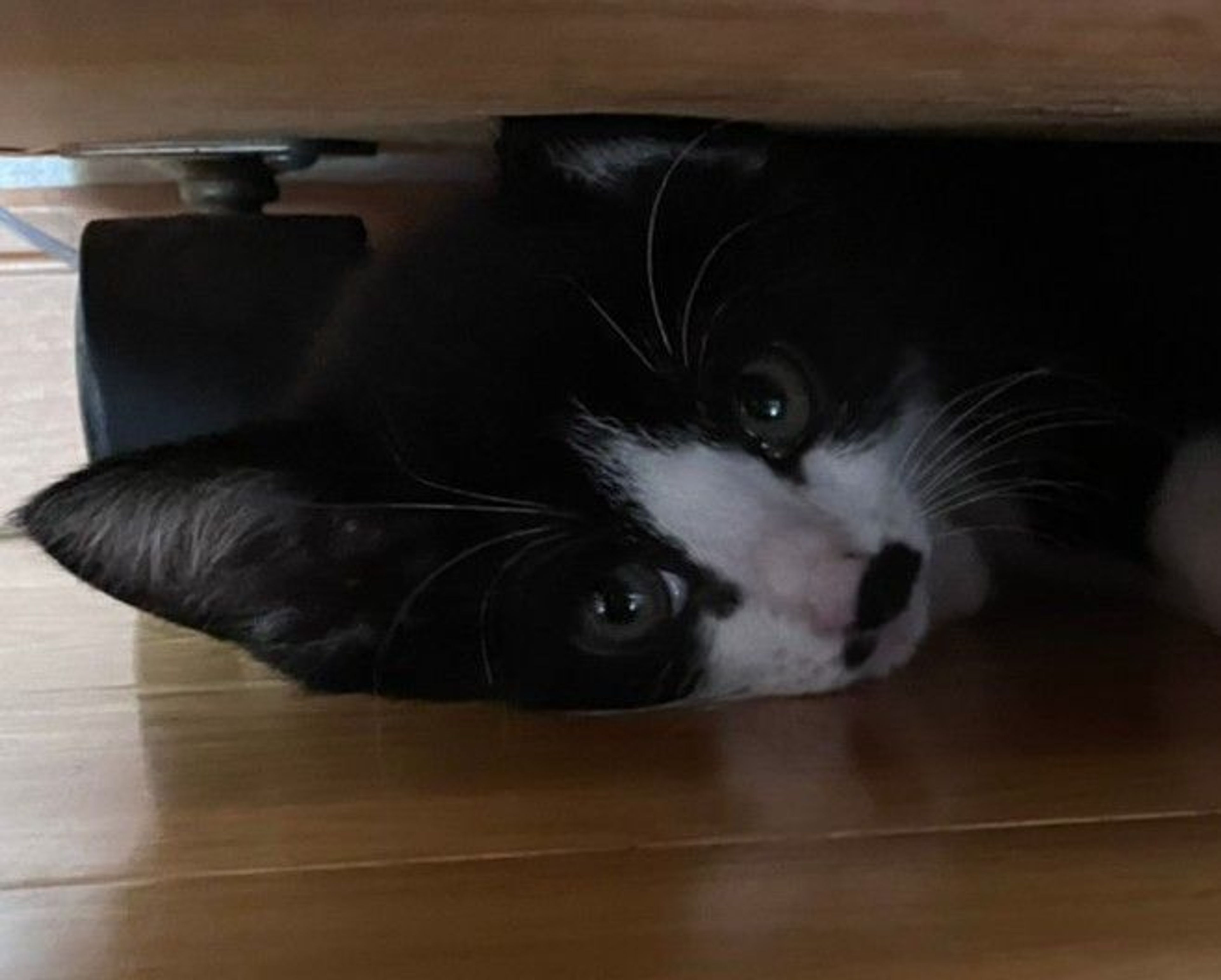 pet-image-4