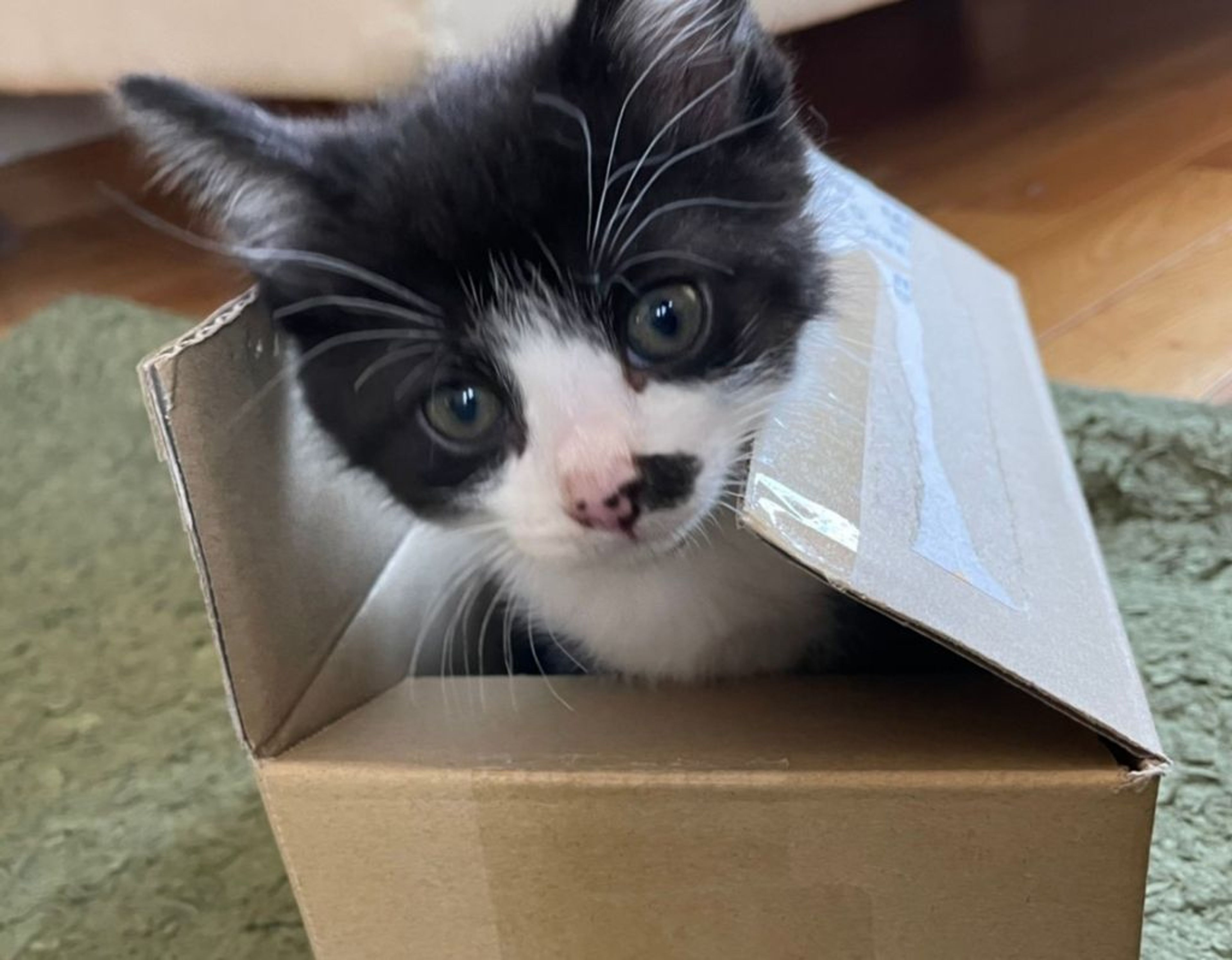 雑種（ミックス猫）・オスの里親募集の写真