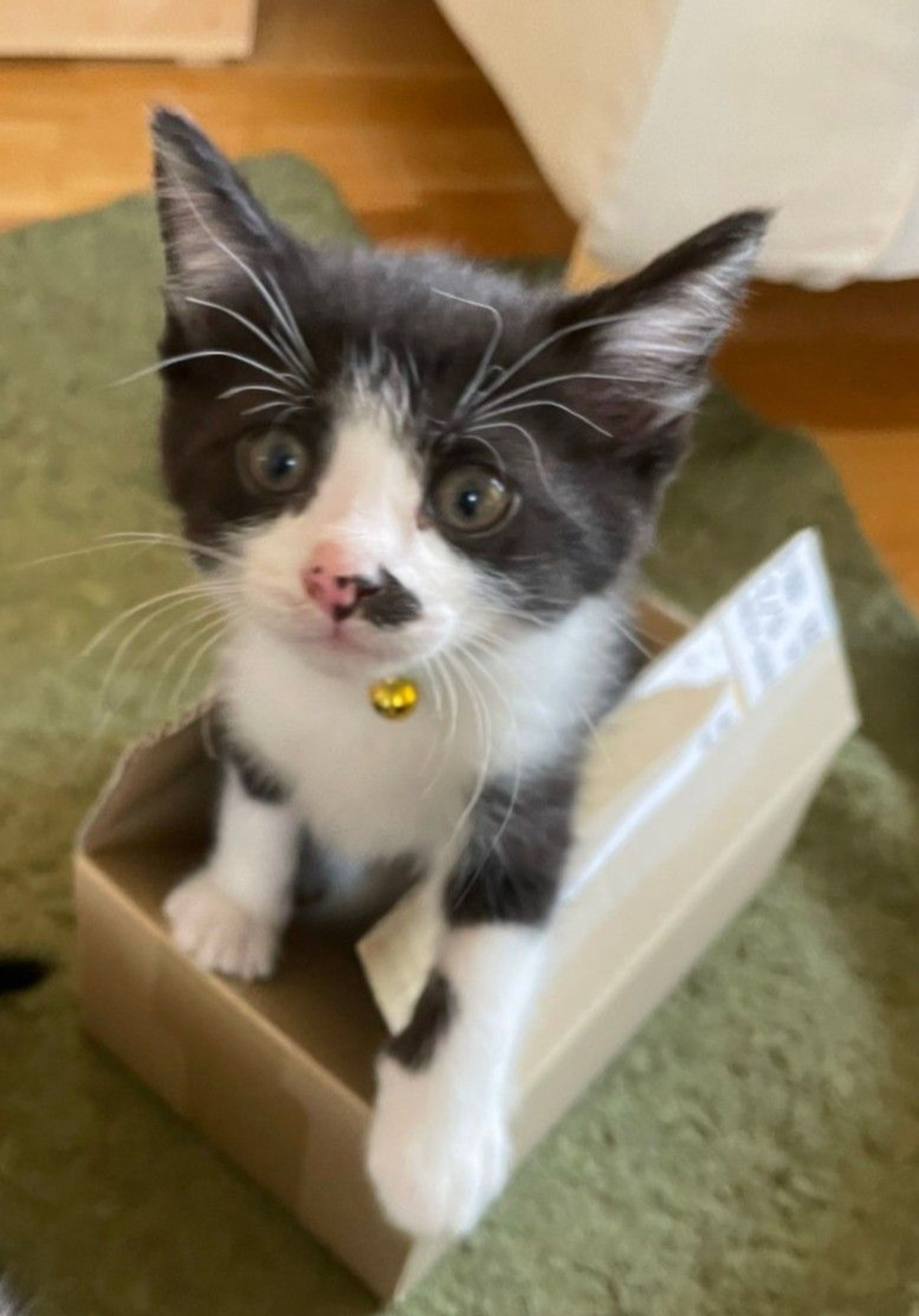 pet-image-2