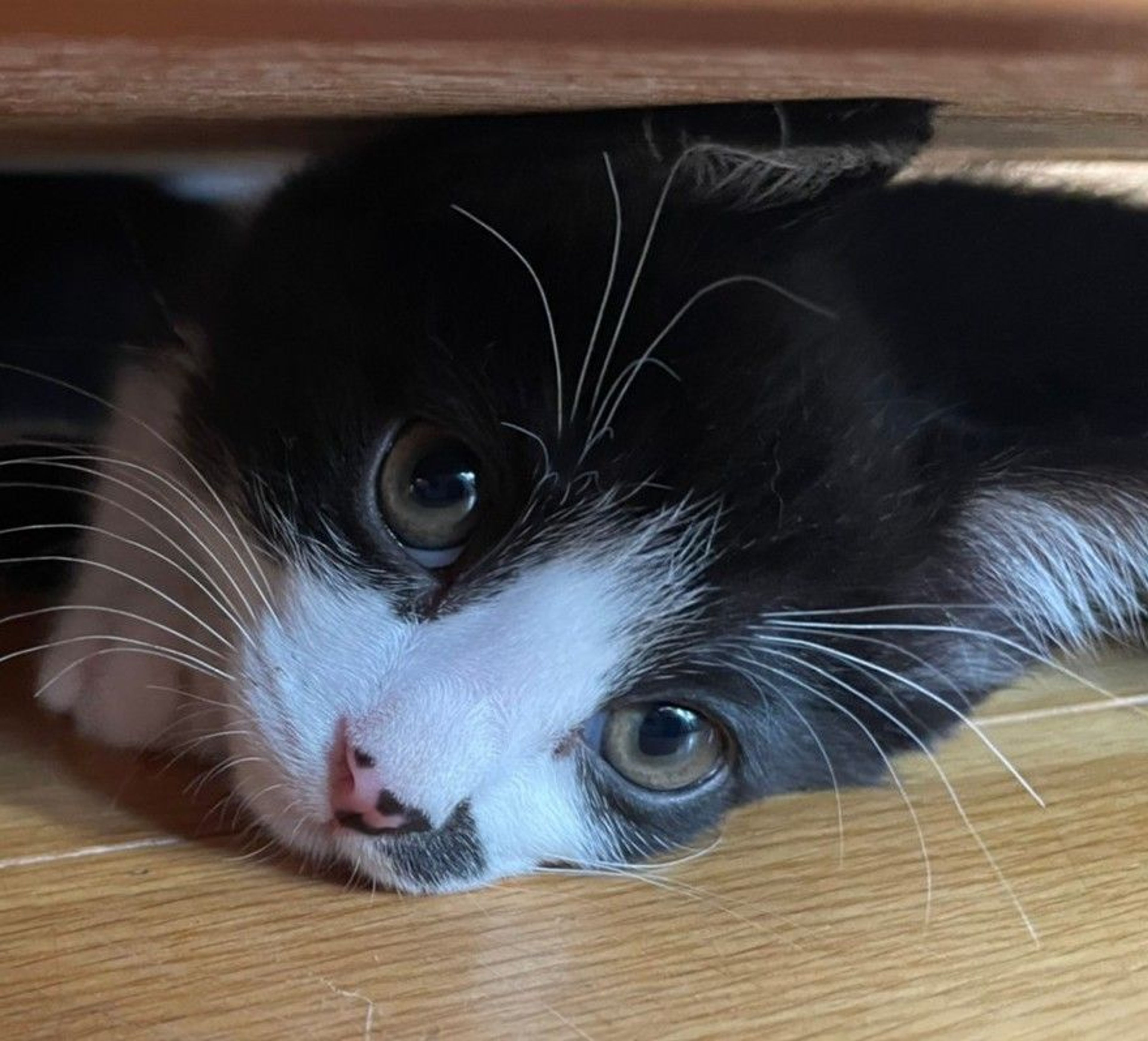 pet-image-4