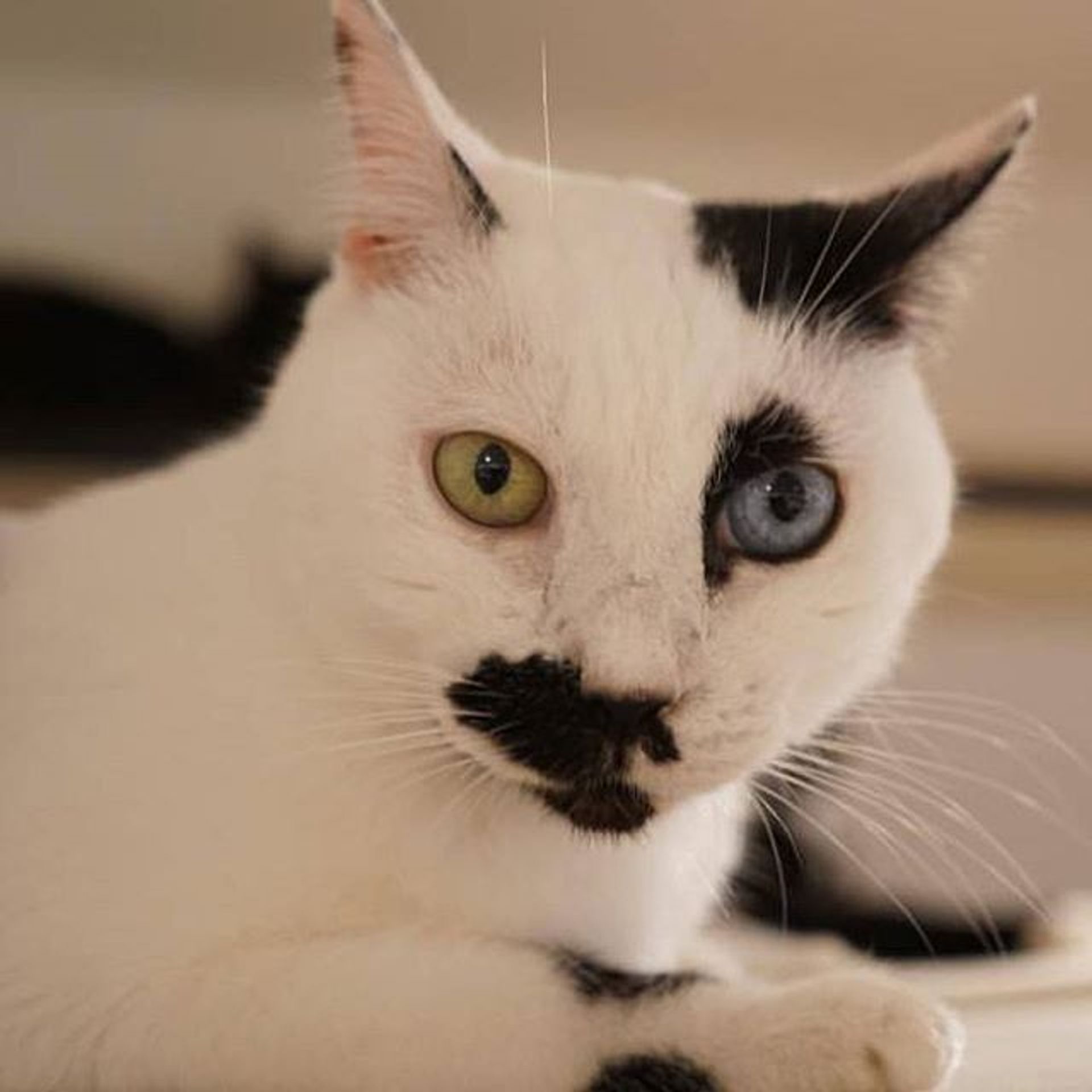 雑種（ミックス猫）・メスの里親募集の写真