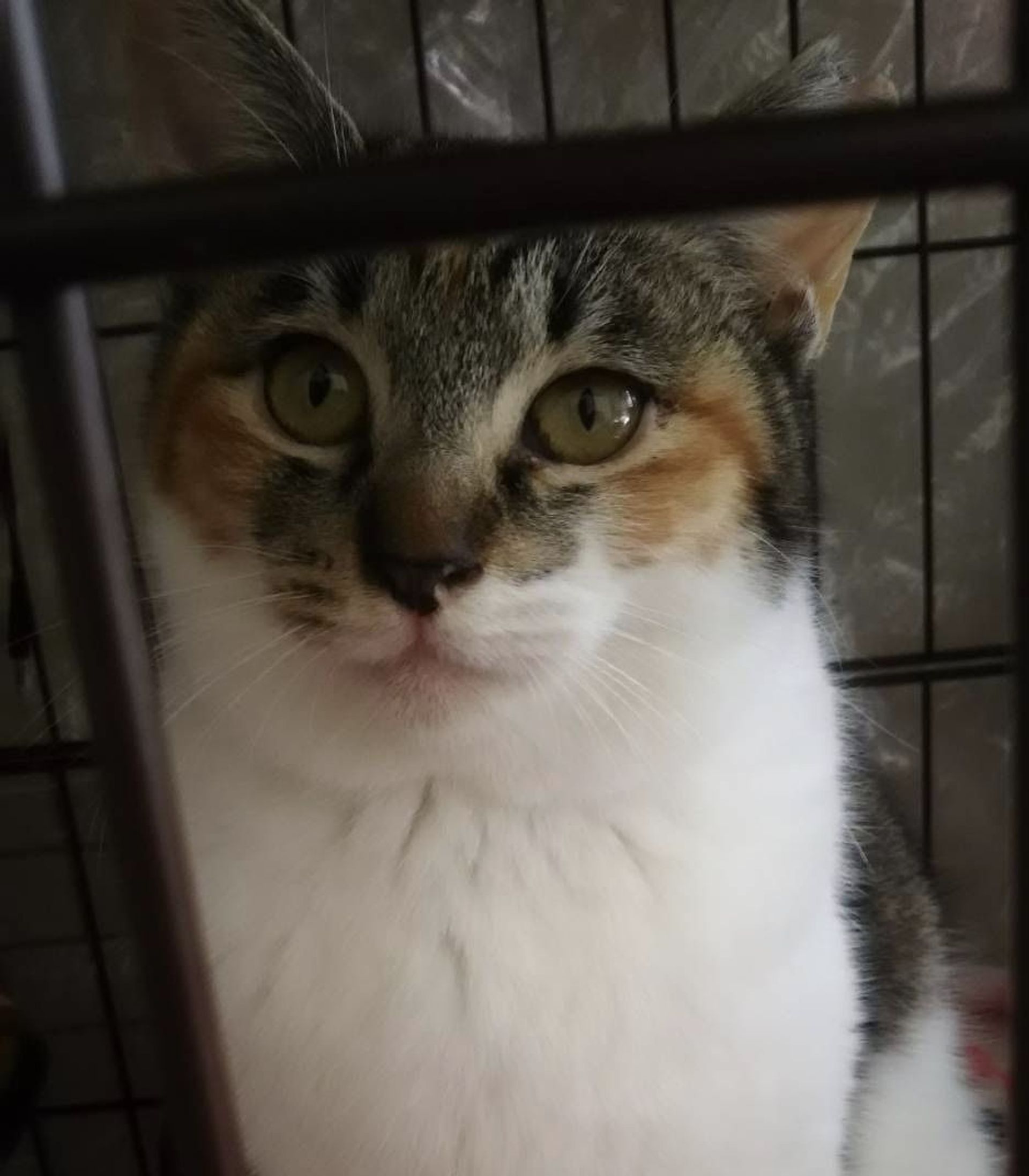 雑種（ミックス猫）・メスの里親募集の写真