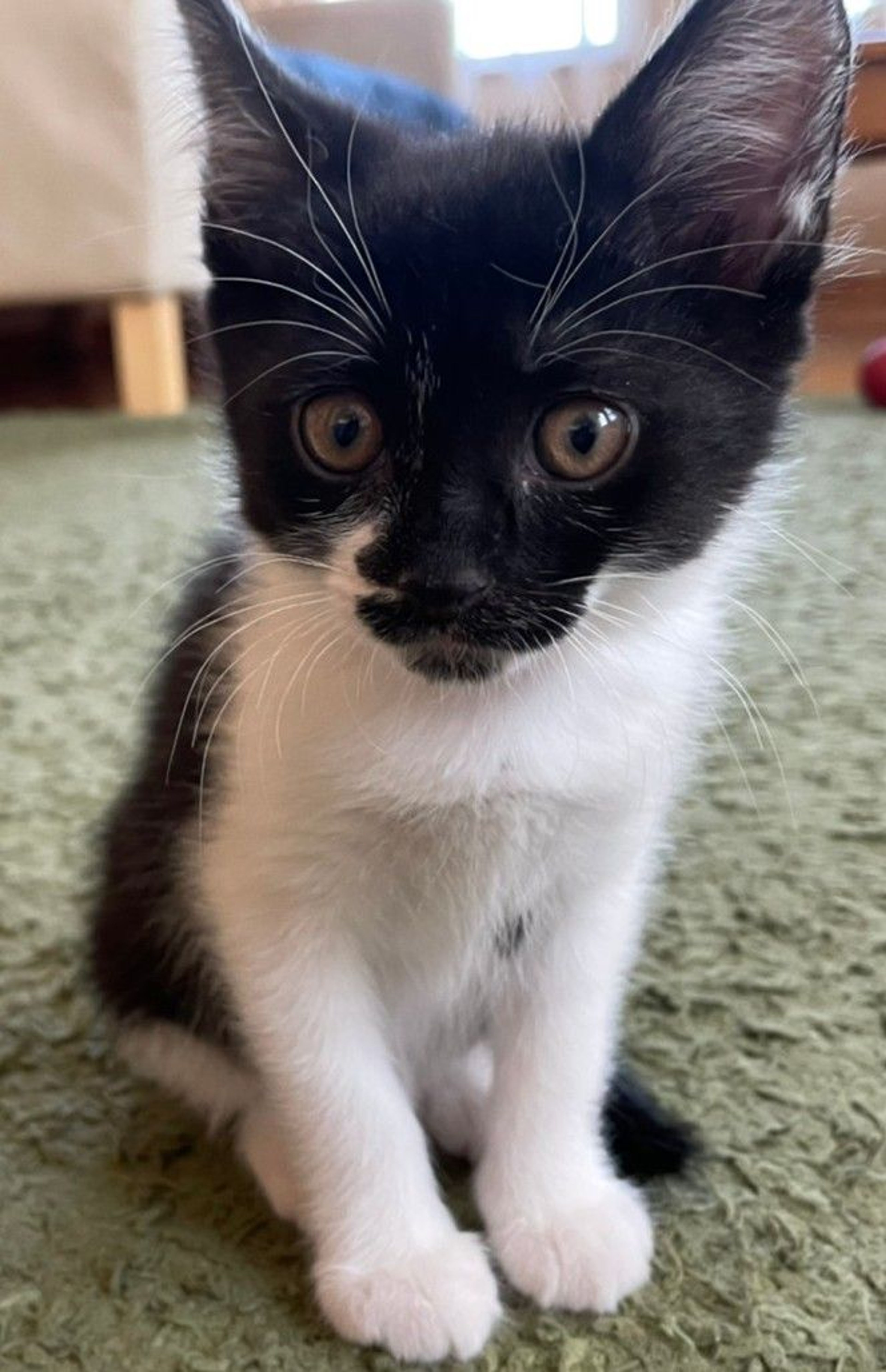 雑種（ミックス猫）・メスの里親募集の写真