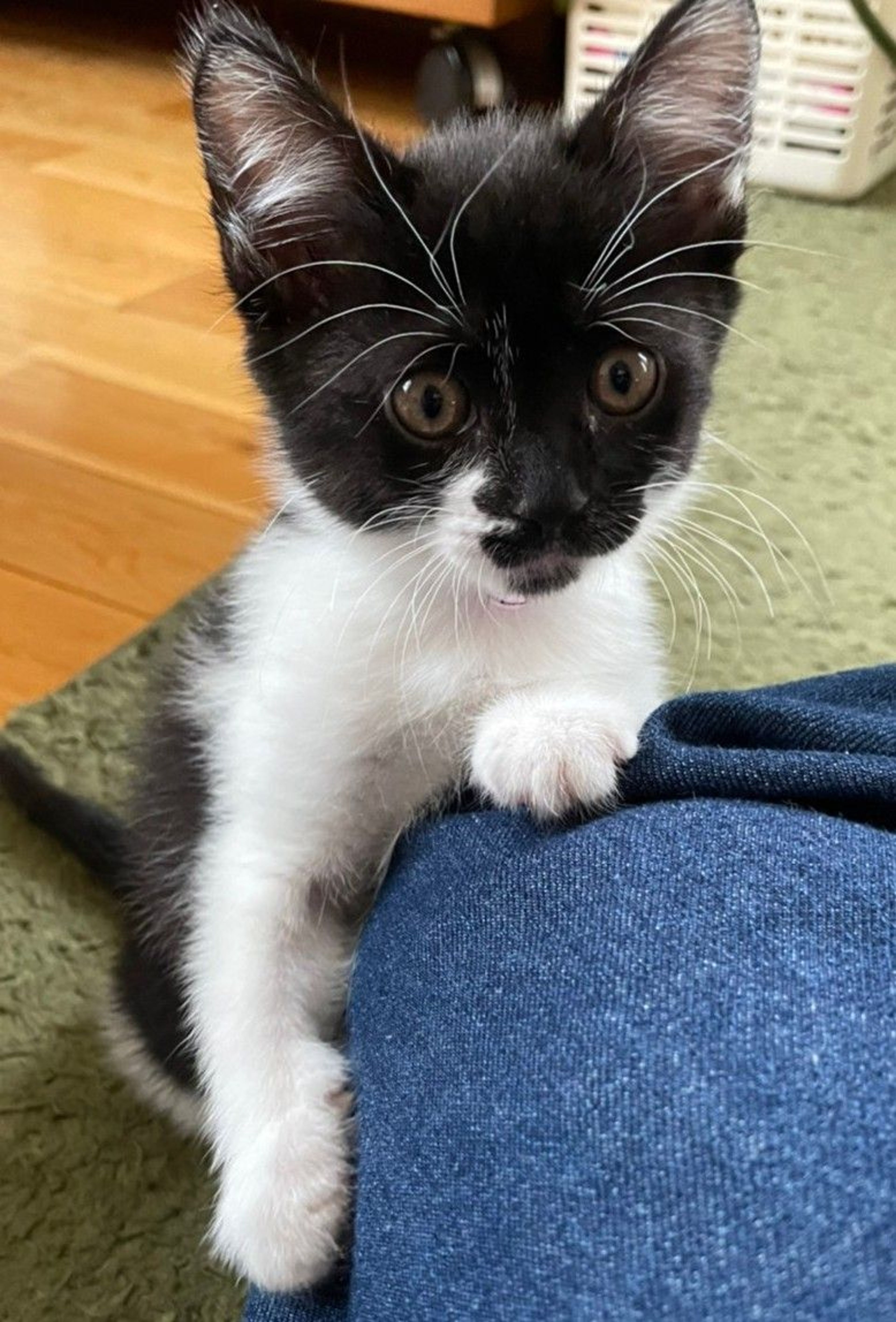 pet-image-2