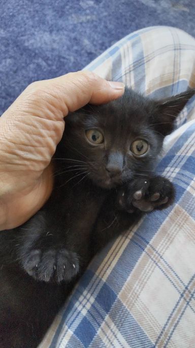 マメ黒の写真