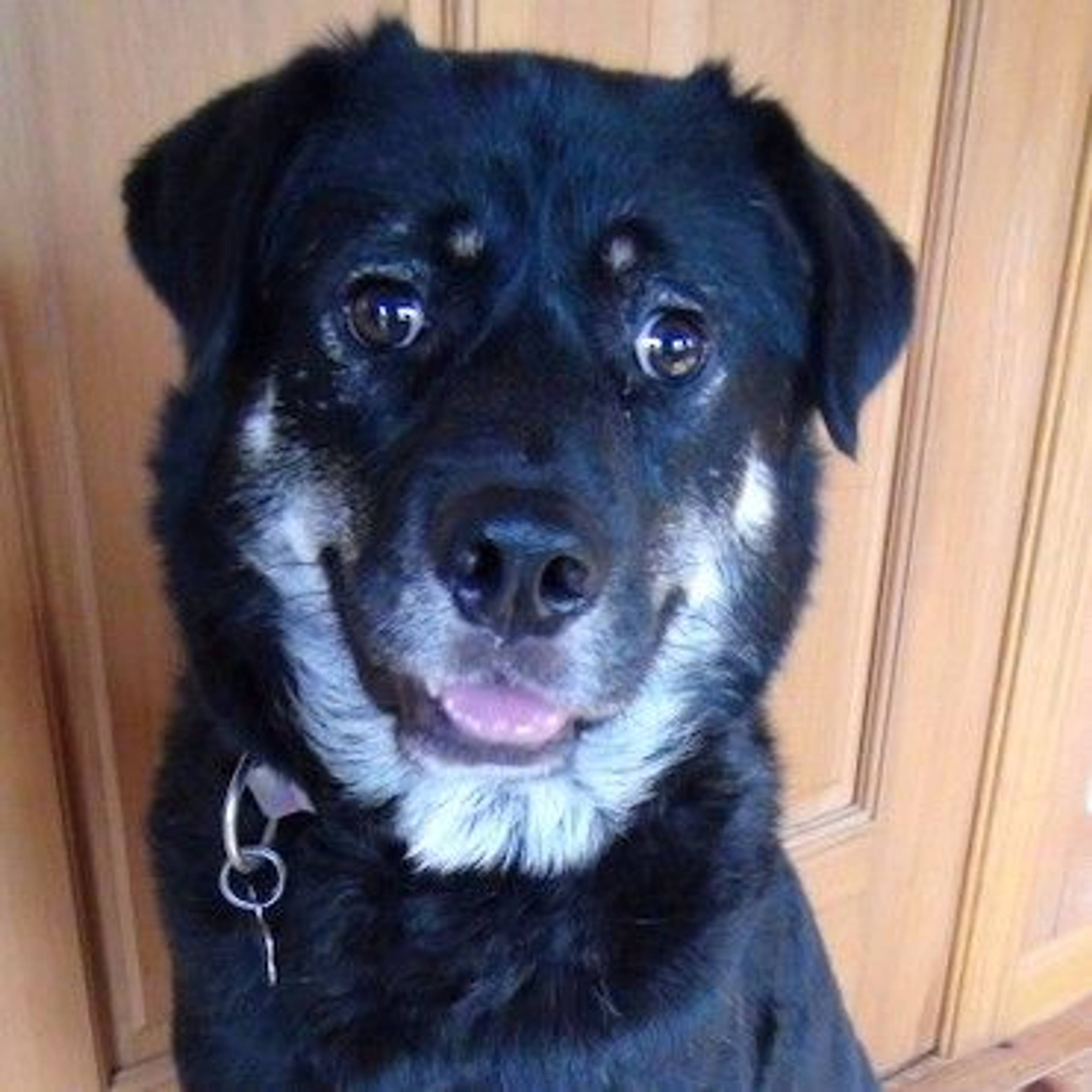 雑種（ミックス犬）・オスの里親募集の写真
