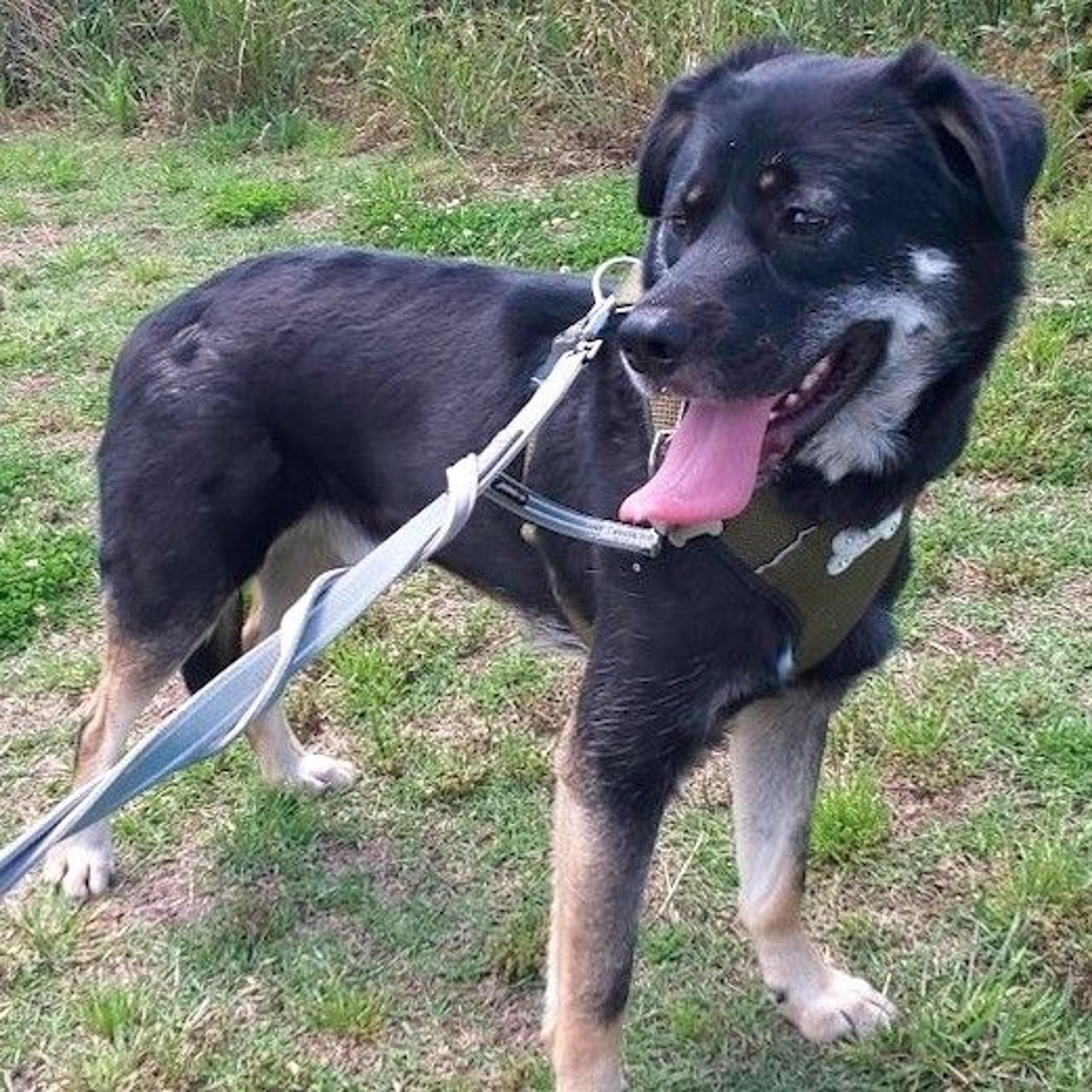 pet-image-2