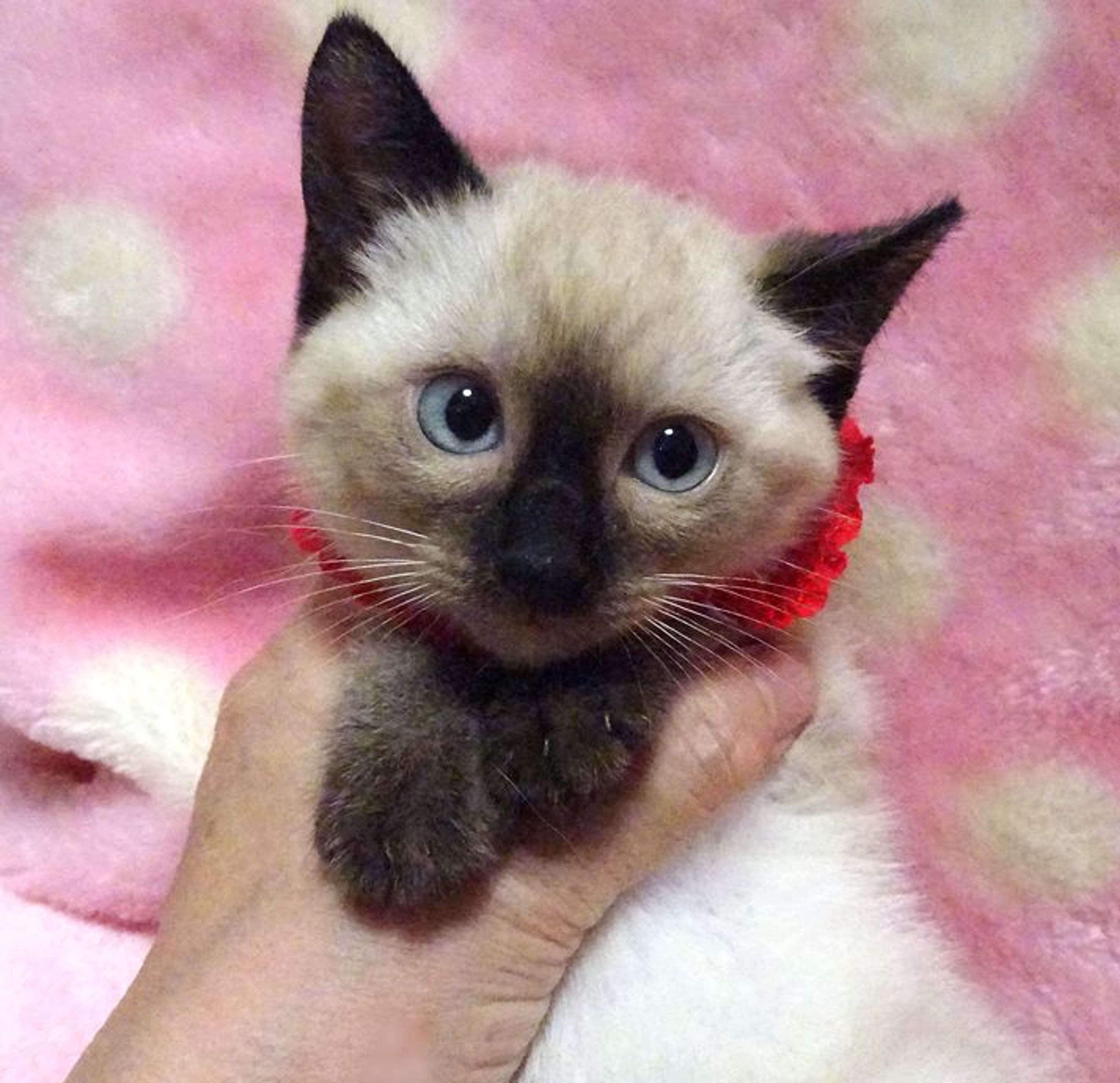 雑種（ミックス猫）・メスの里親募集の写真