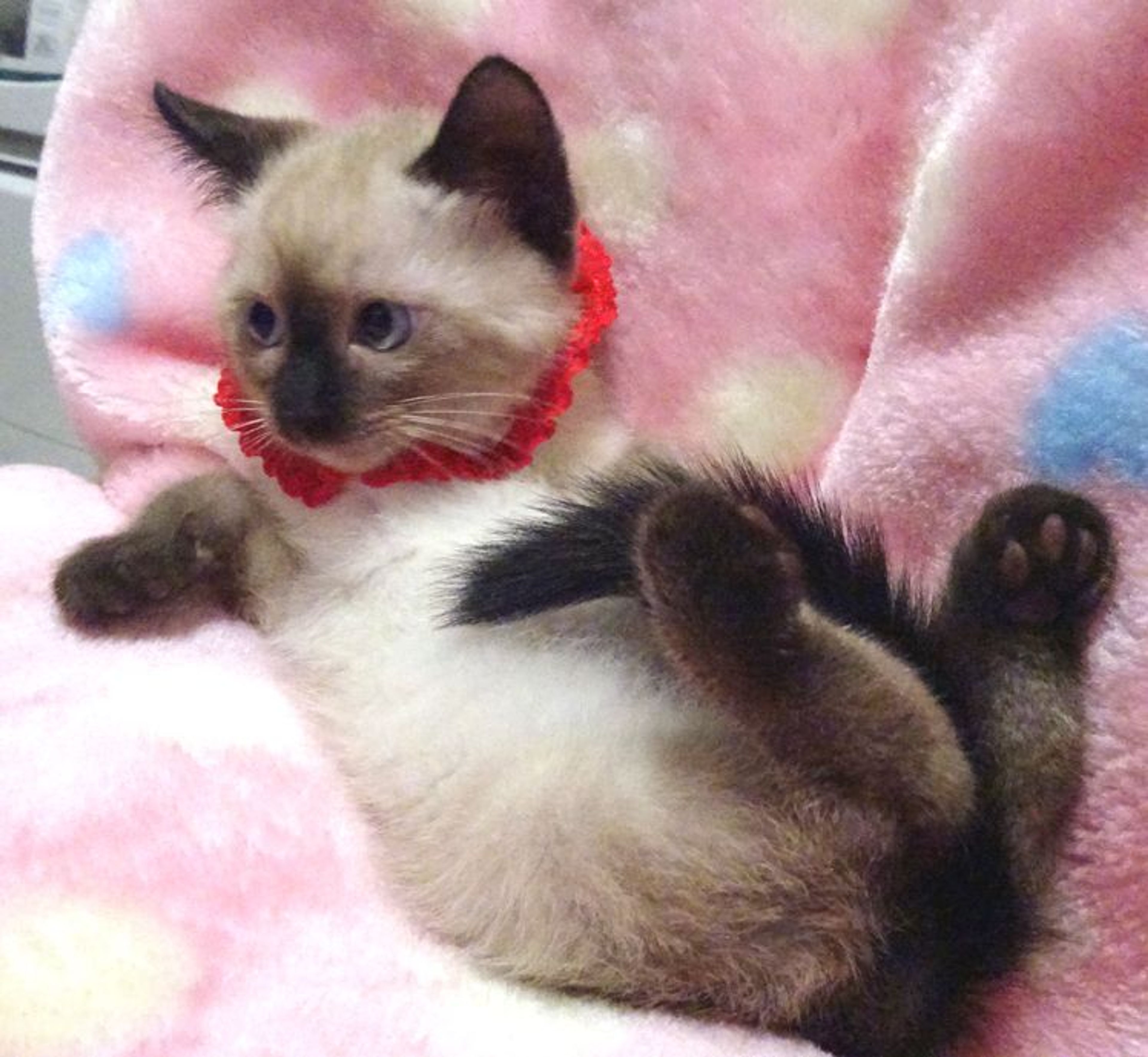 pet-image-3