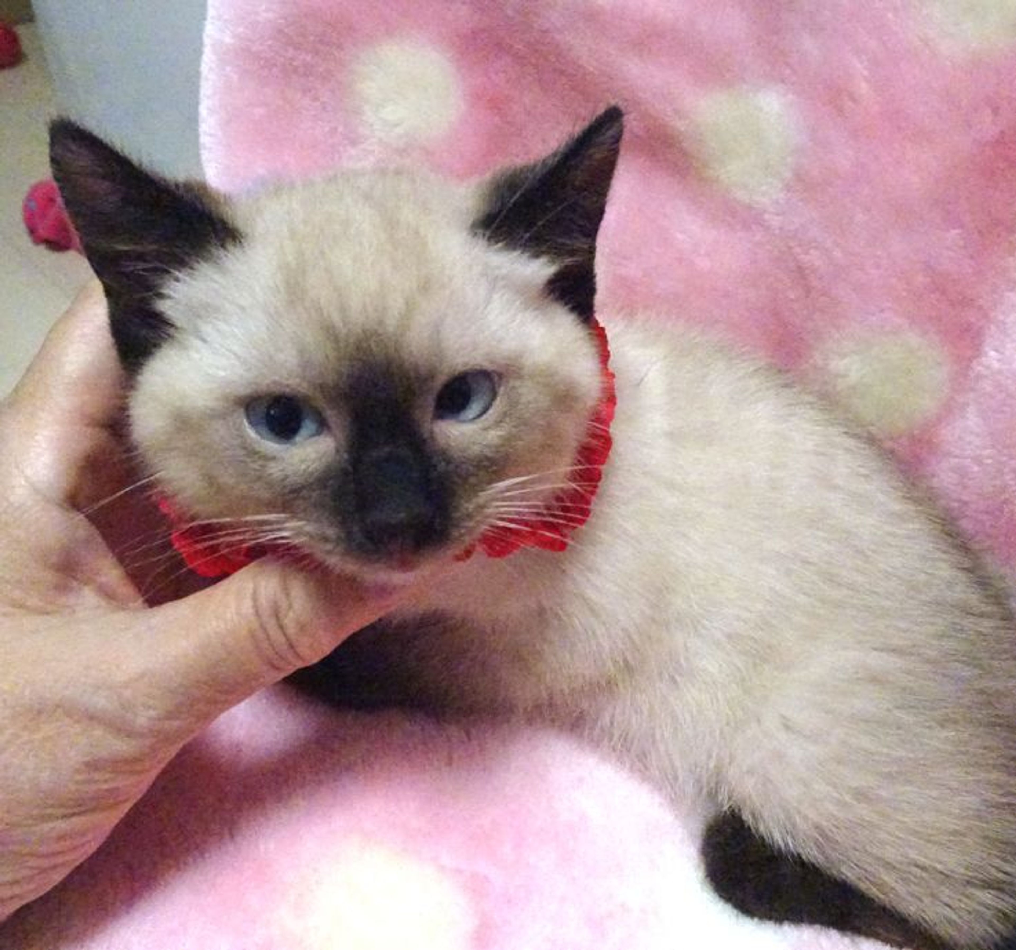 pet-image-4