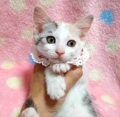 美衣(みい)ちゃんの写真