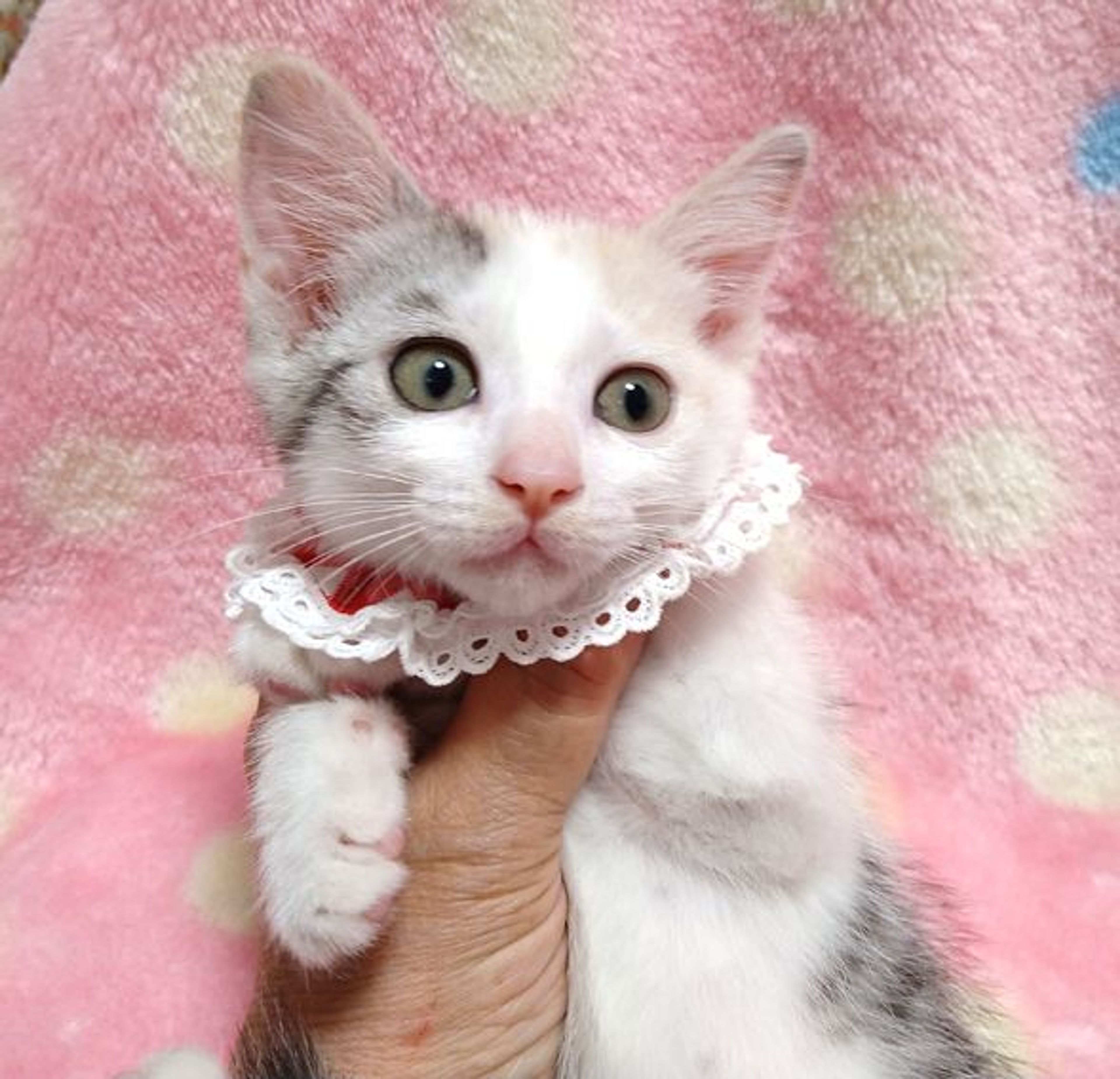 pet-image-2
