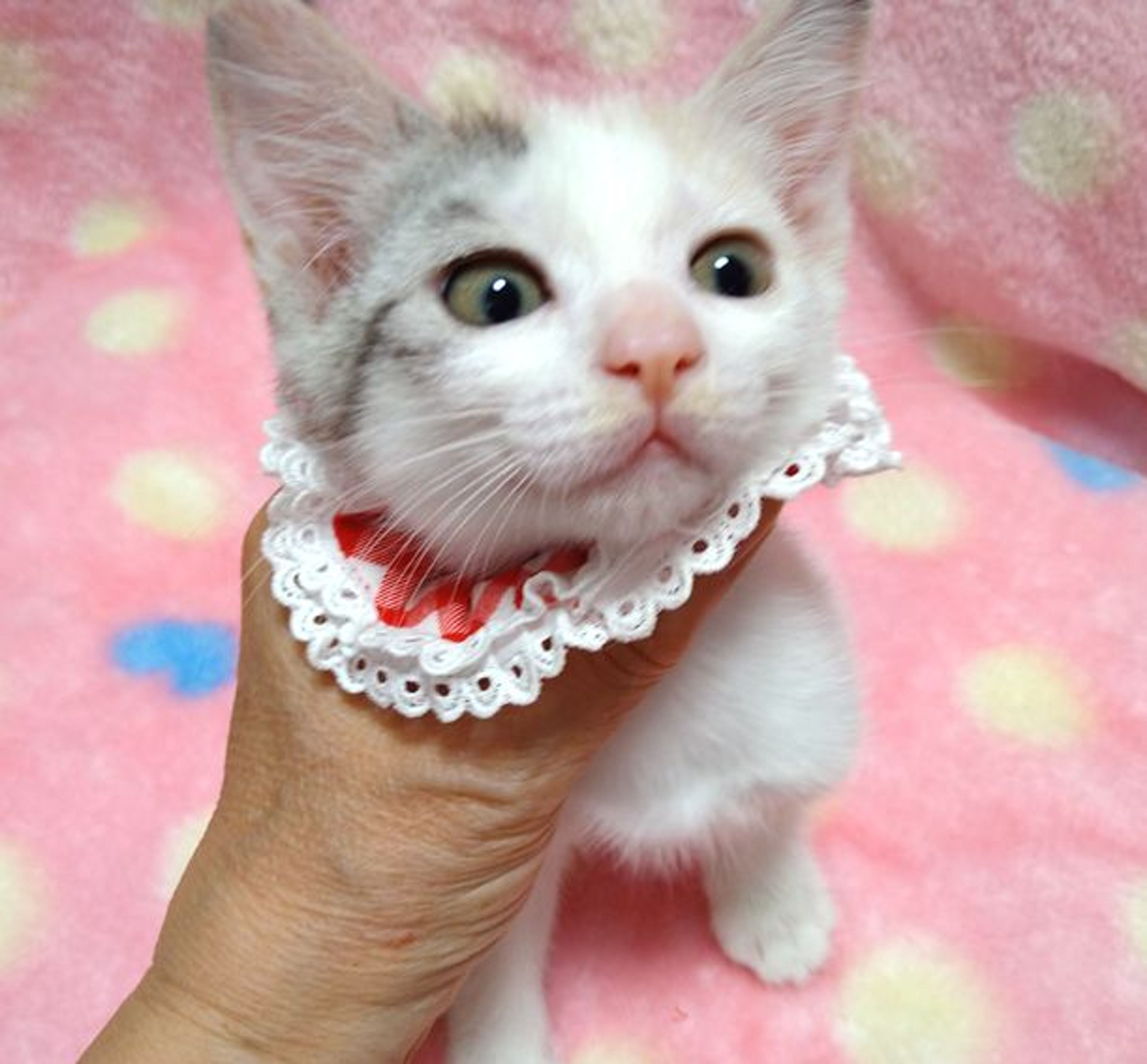 pet-image-3
