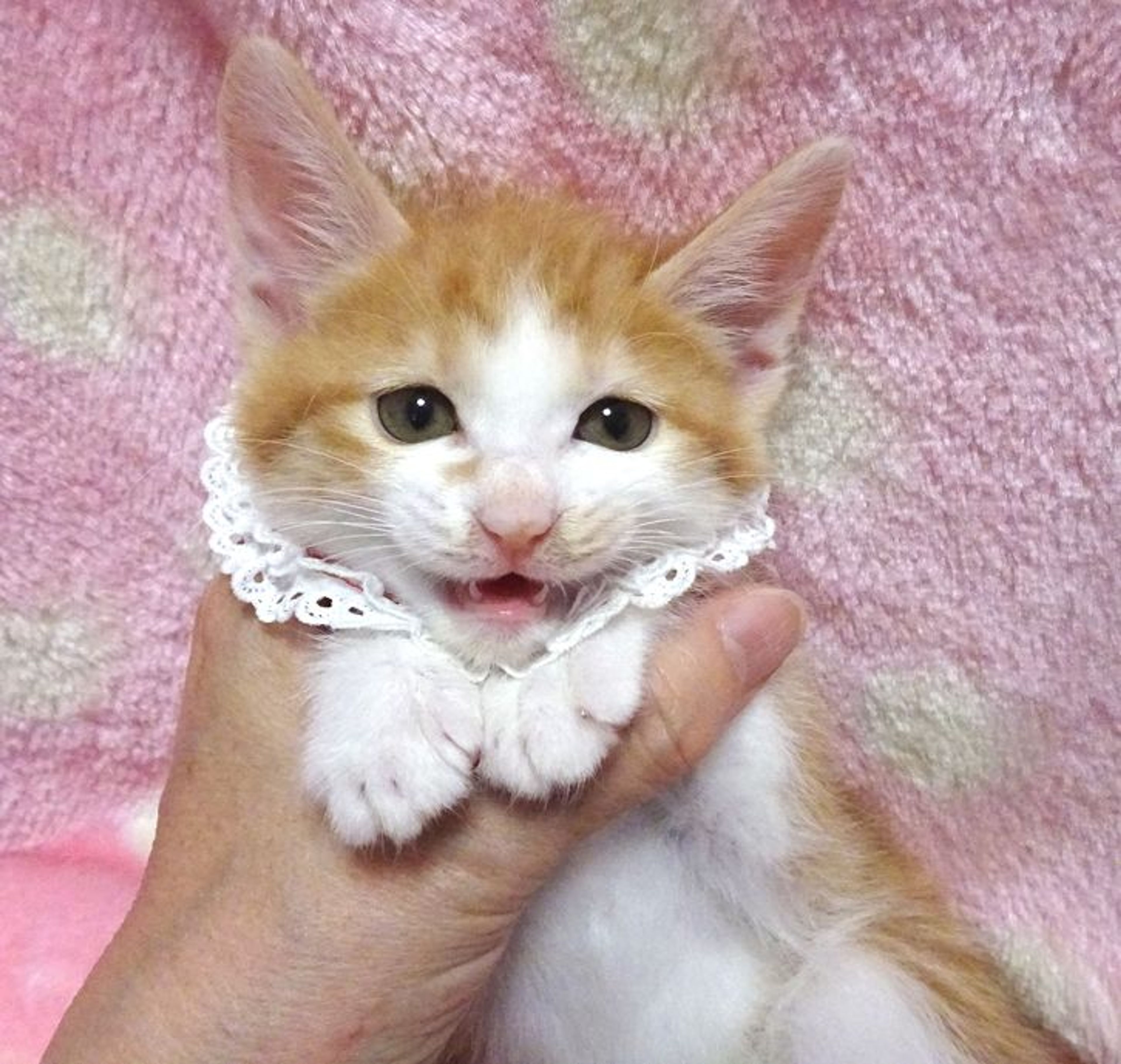 雑種（ミックス猫）・メスの里親募集の写真