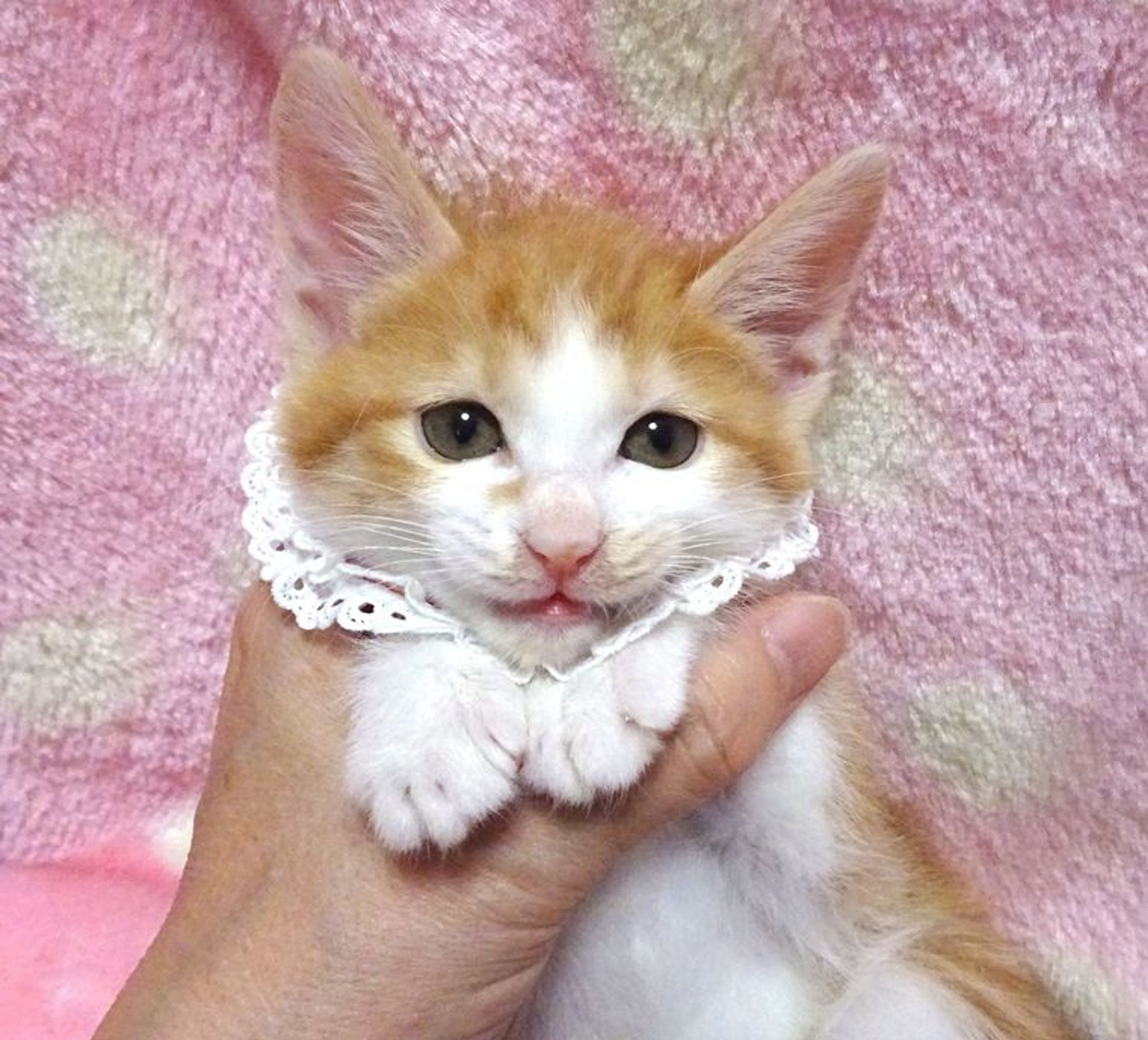 pet-image-3