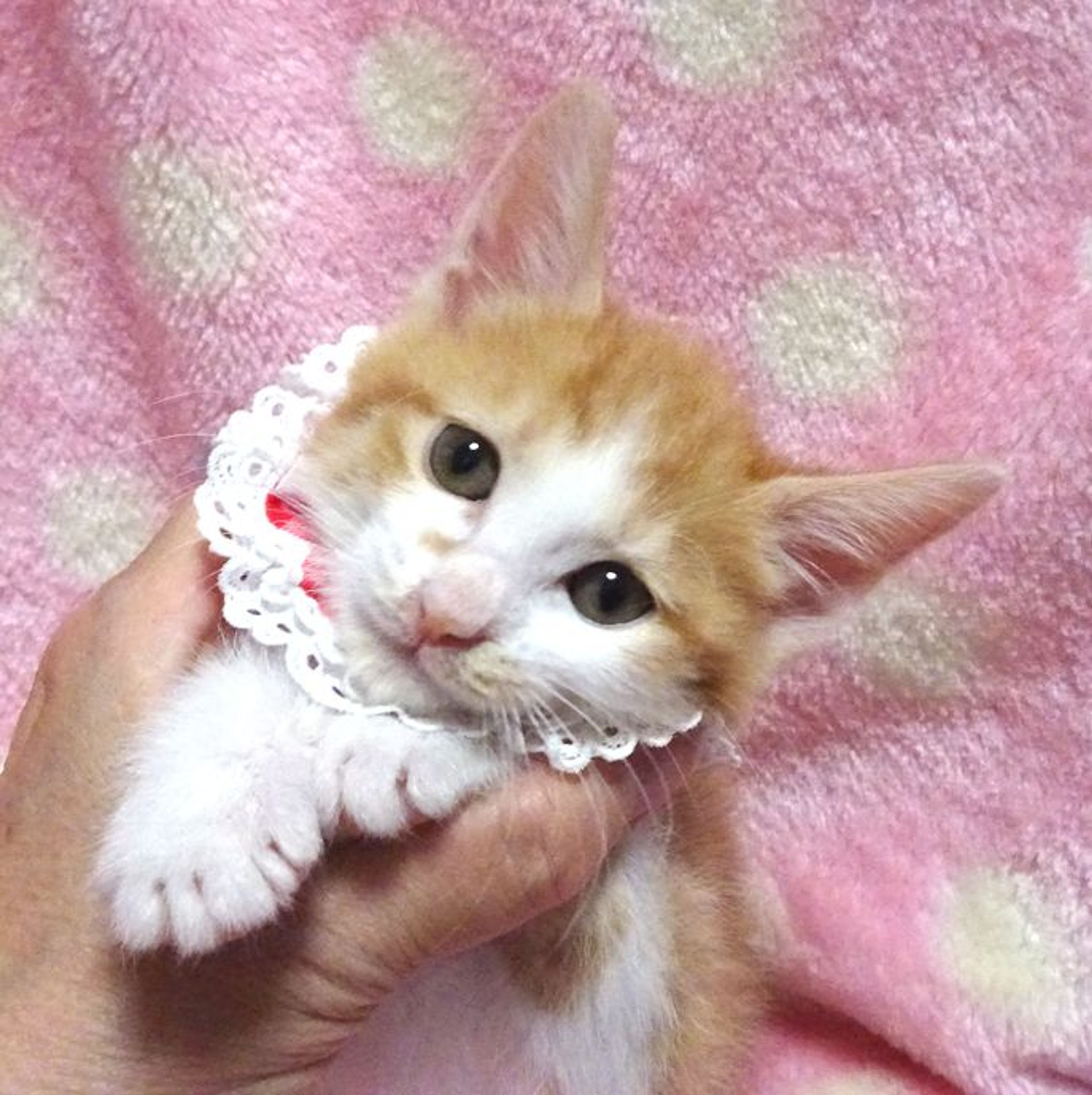 pet-image-4