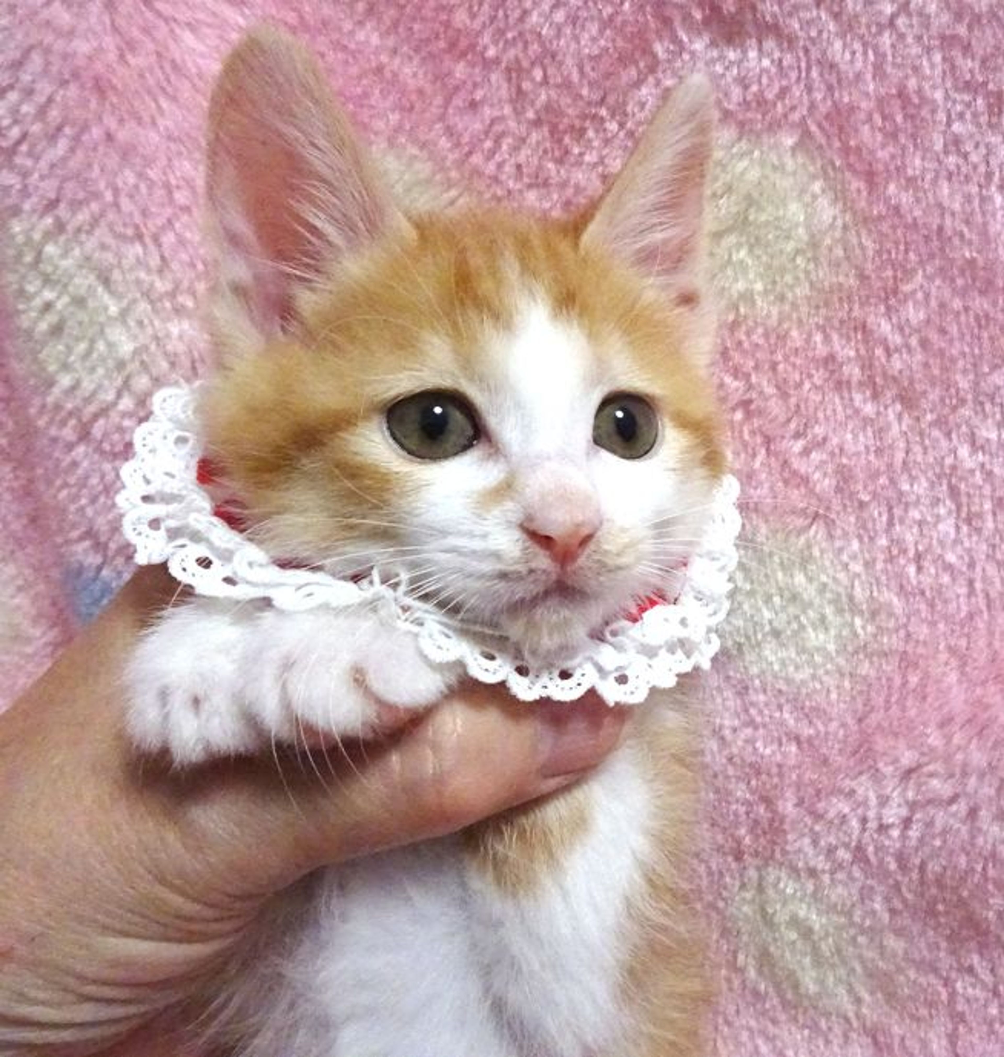 pet-image-5