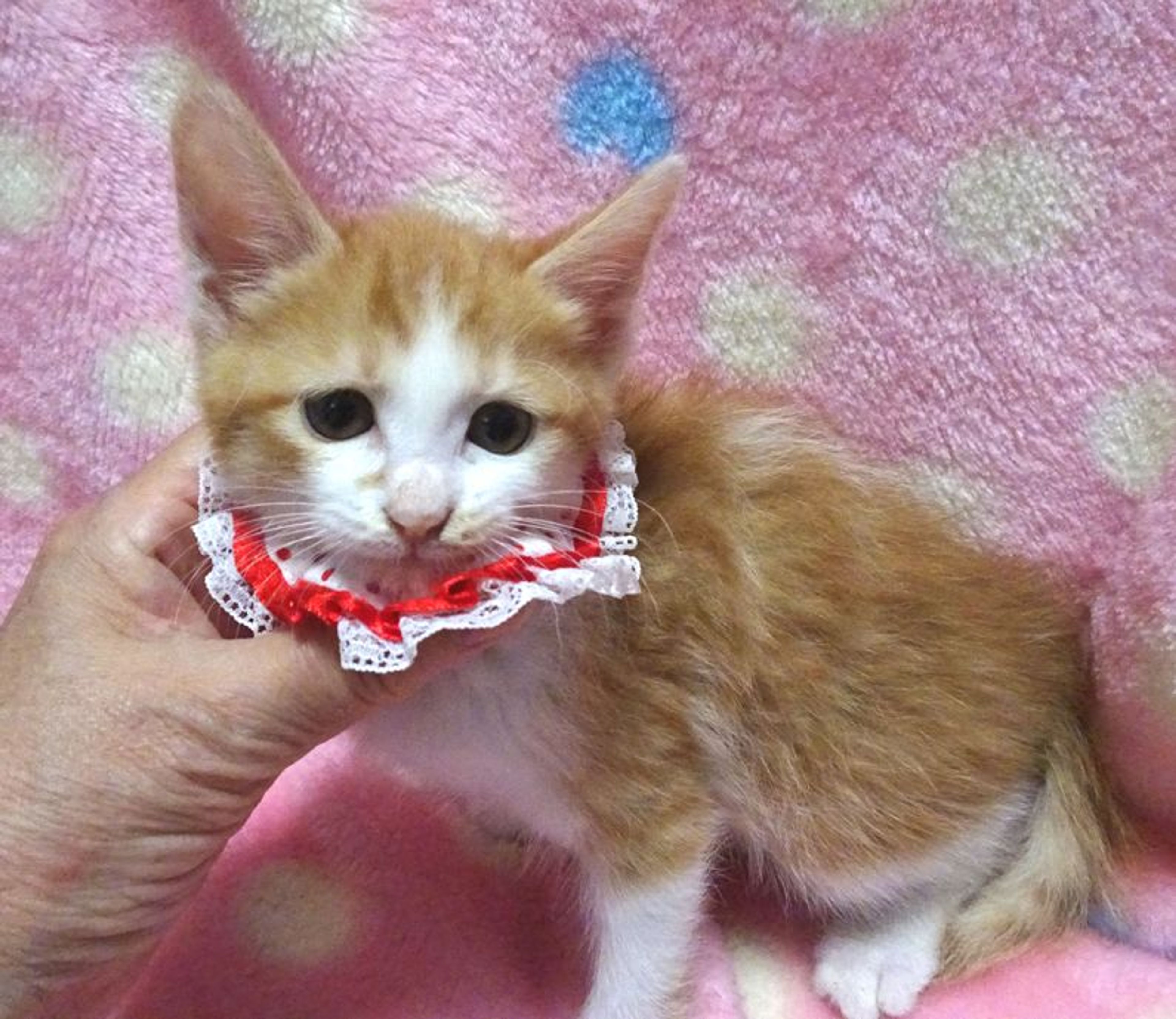 pet-image-6