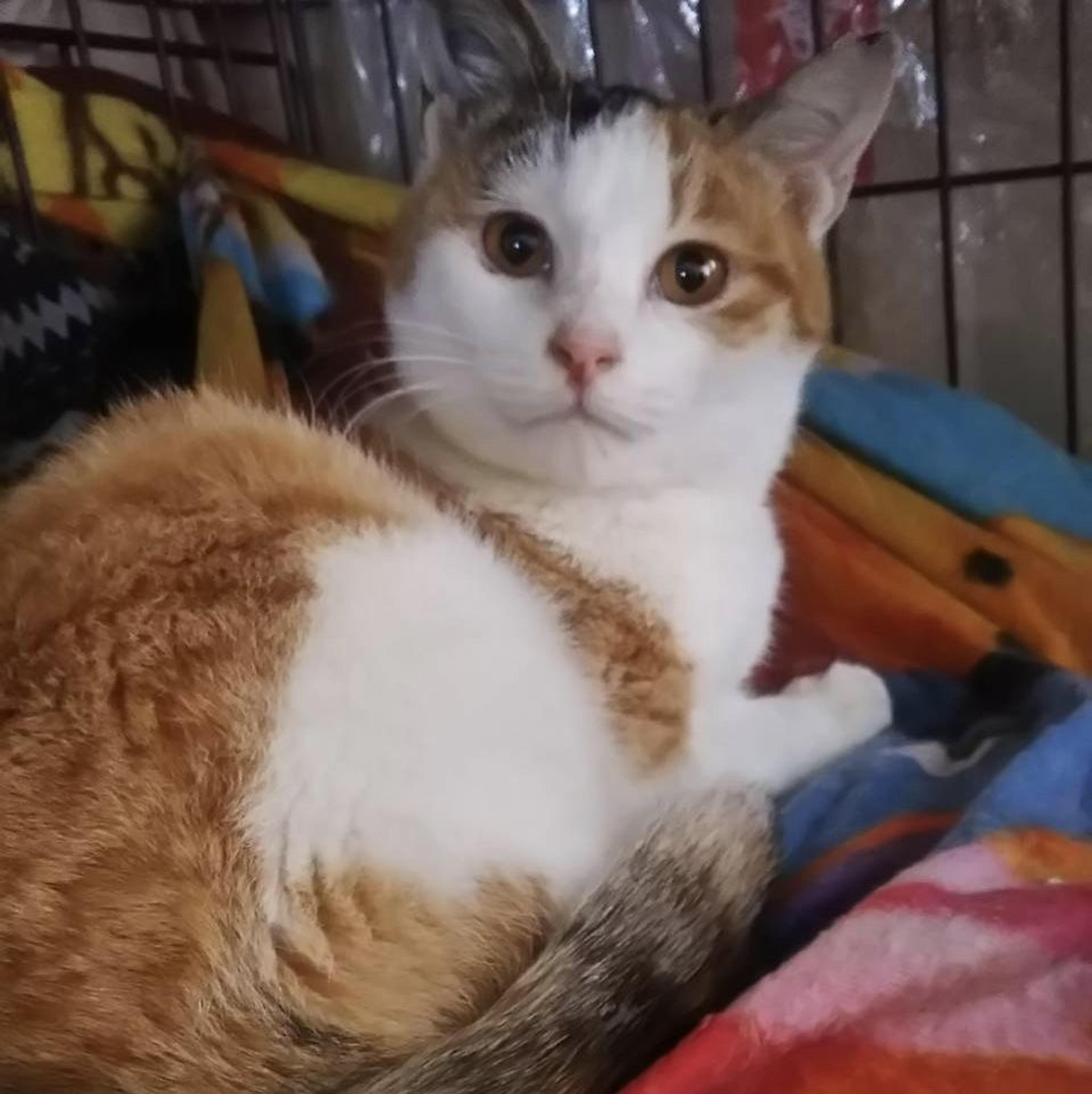 pet-image-2