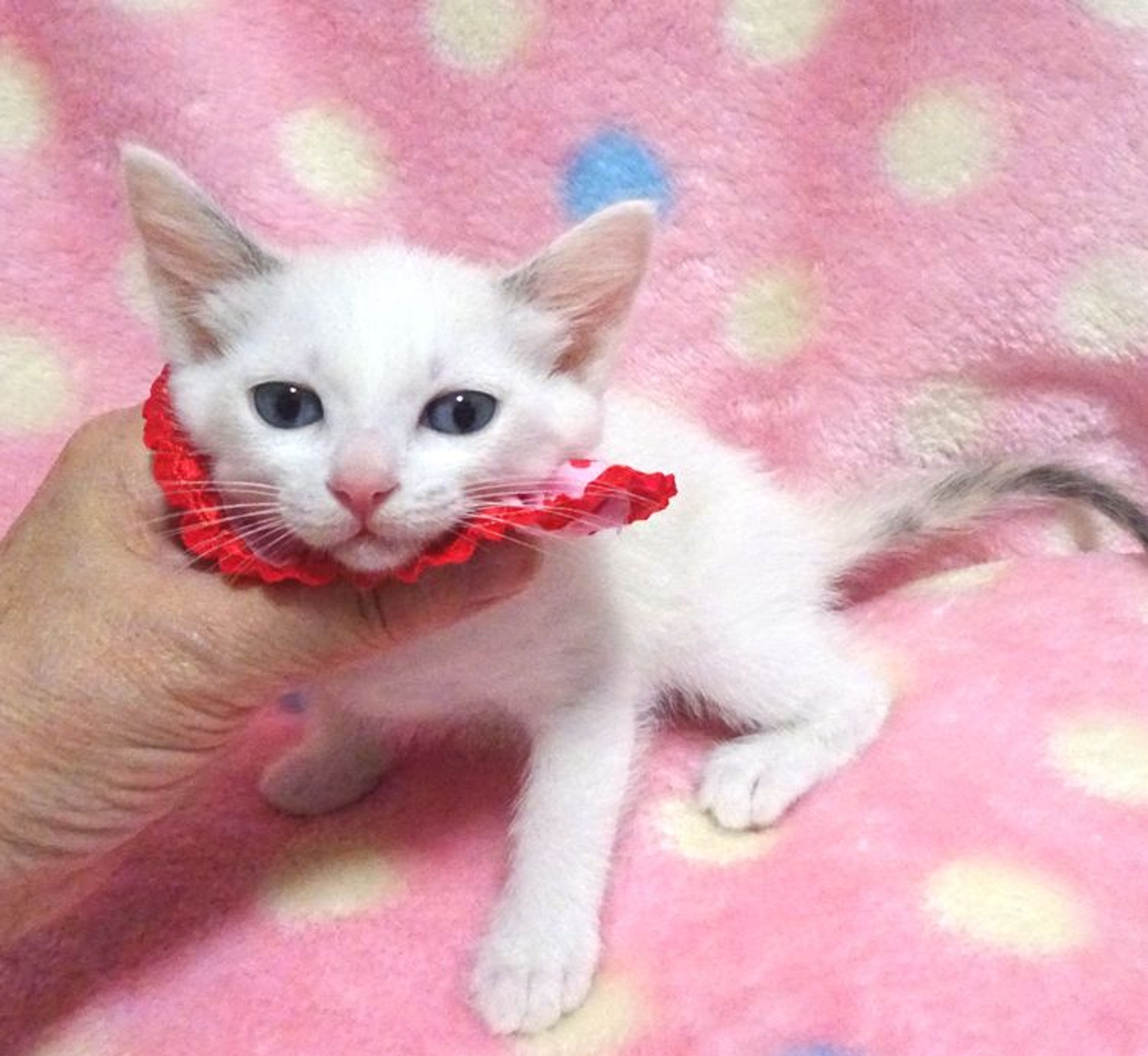 pet-image-3
