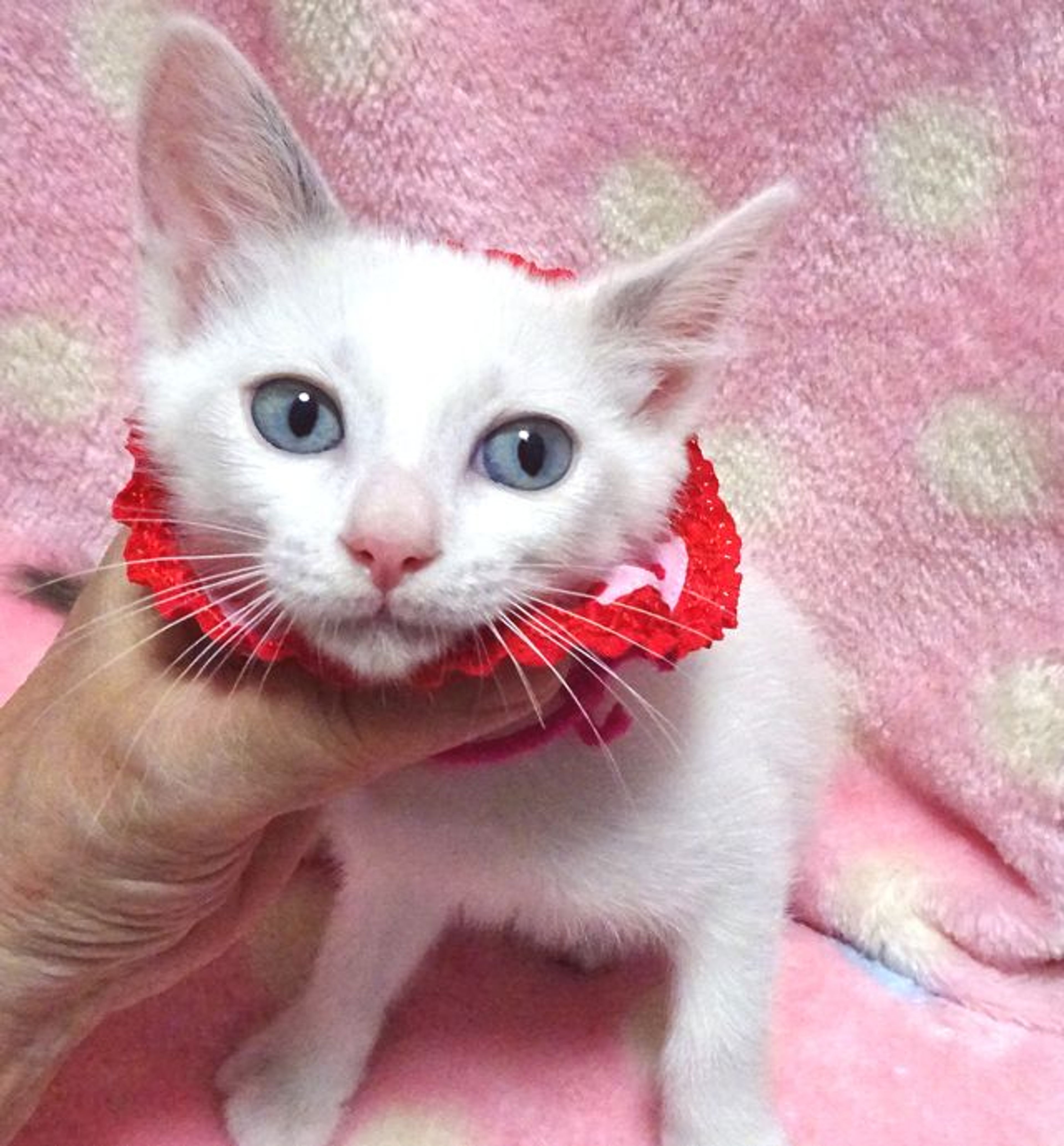 pet-image-4