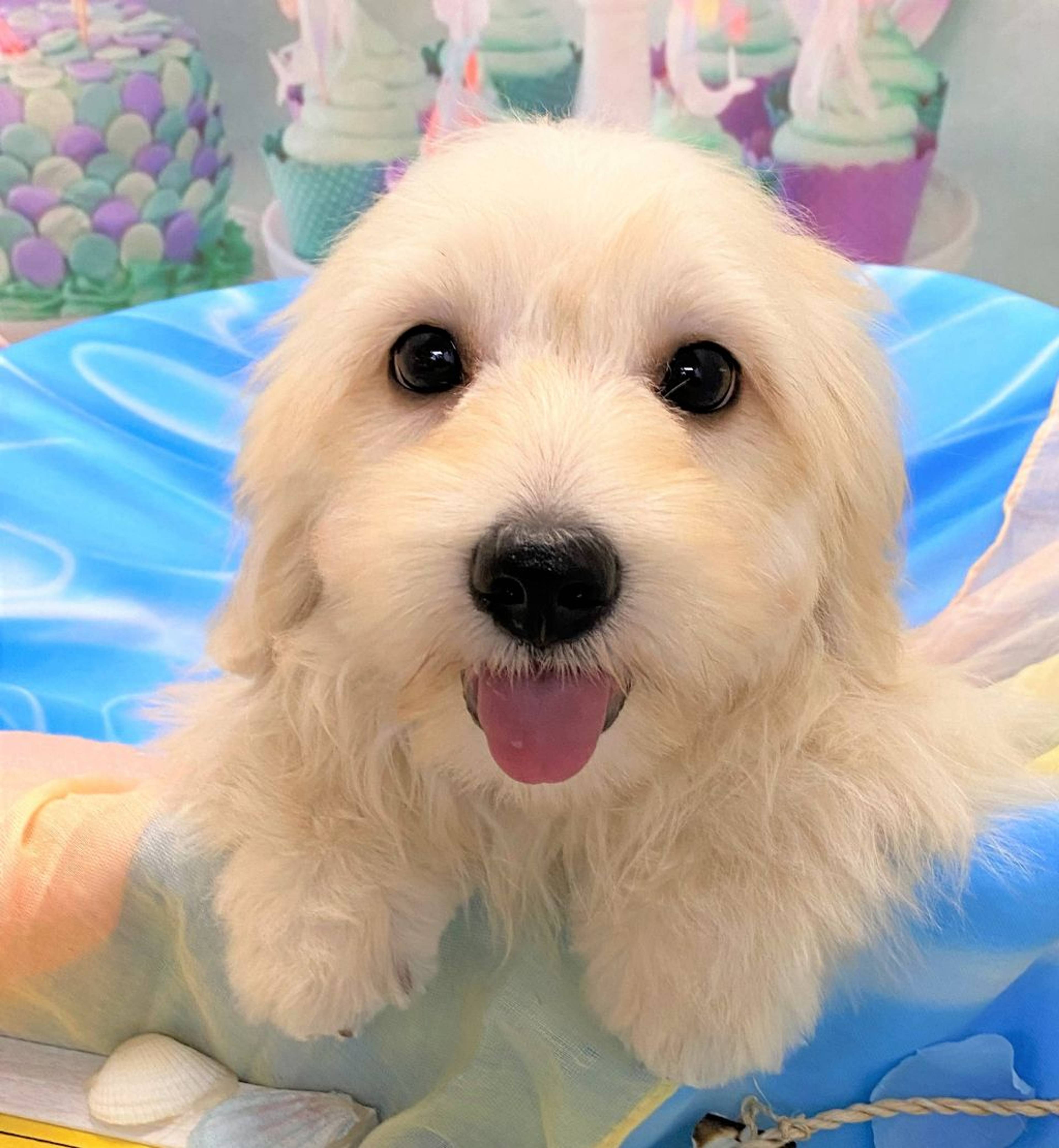 雑種（ミックス犬）・オスの里親募集の写真