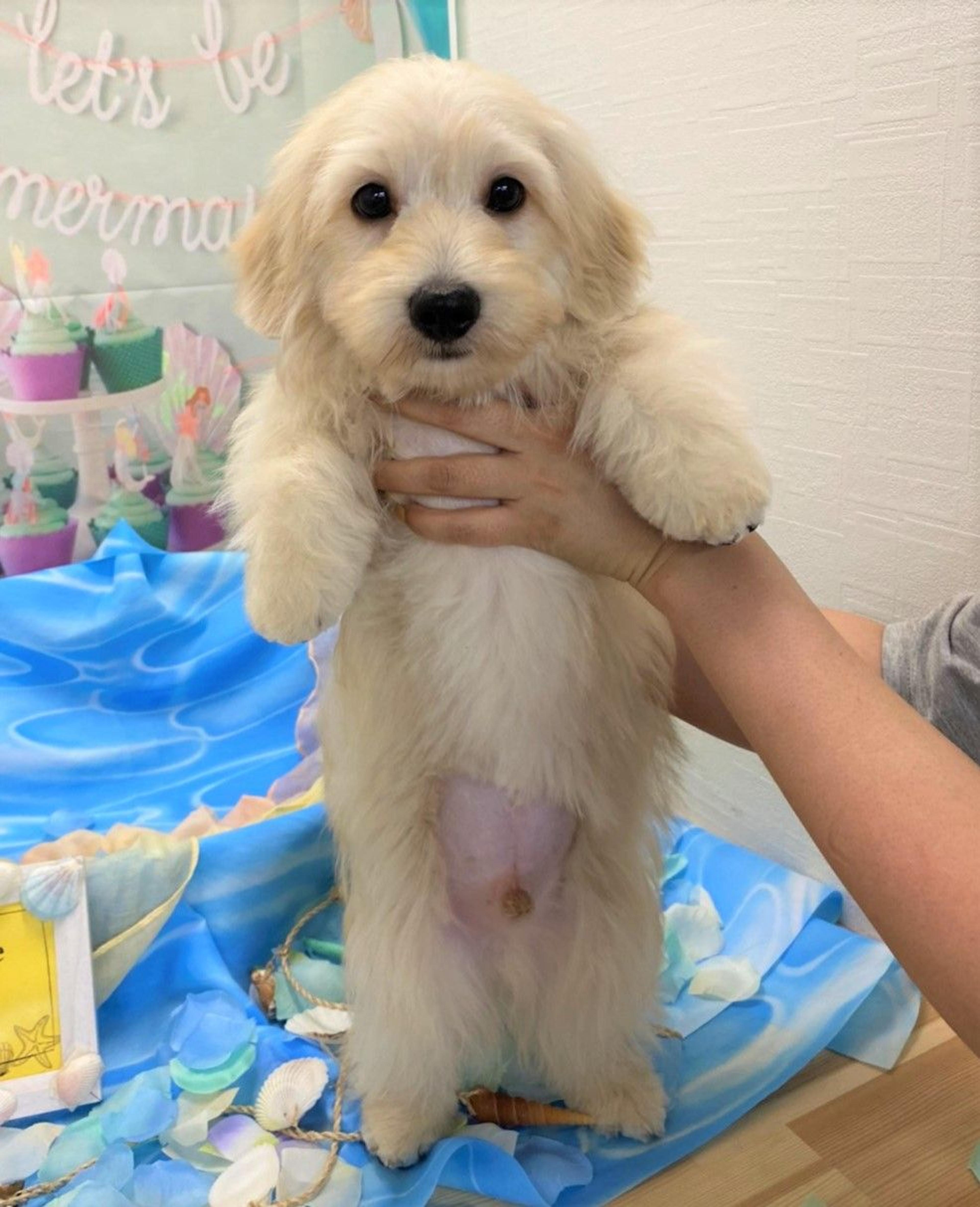 pet-image-2
