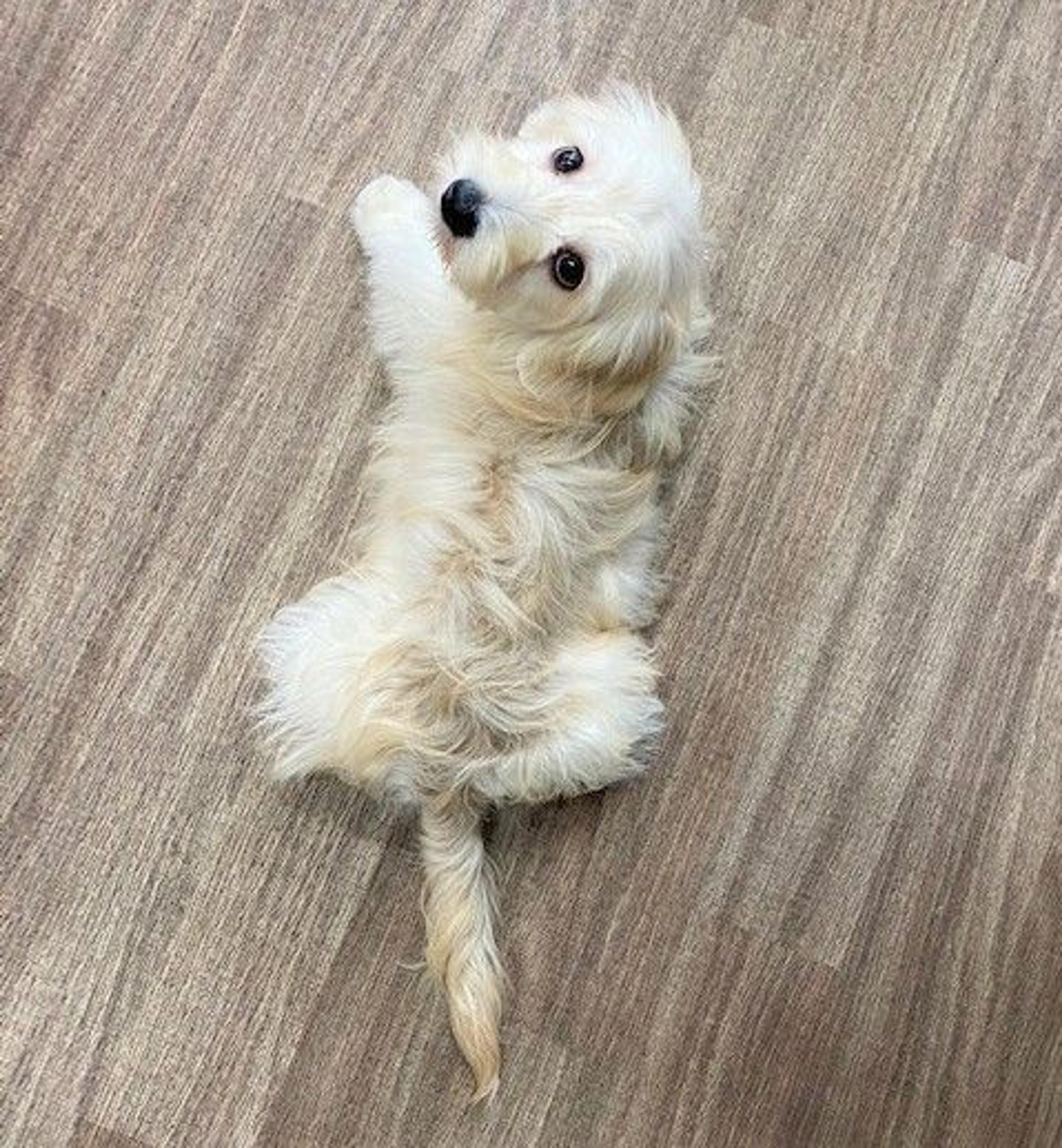 pet-image-3
