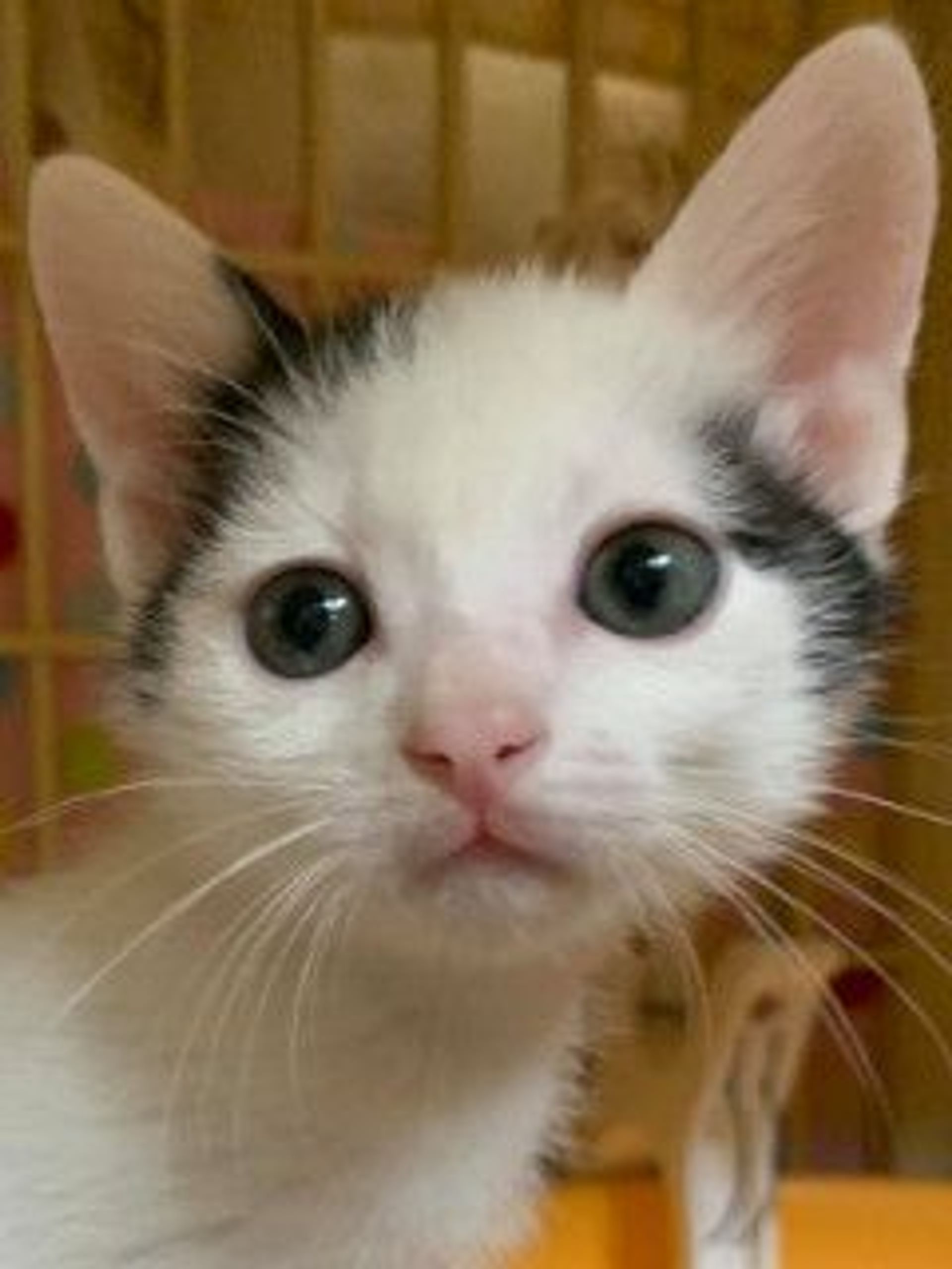 雑種（ミックス猫）・オスの里親募集の写真