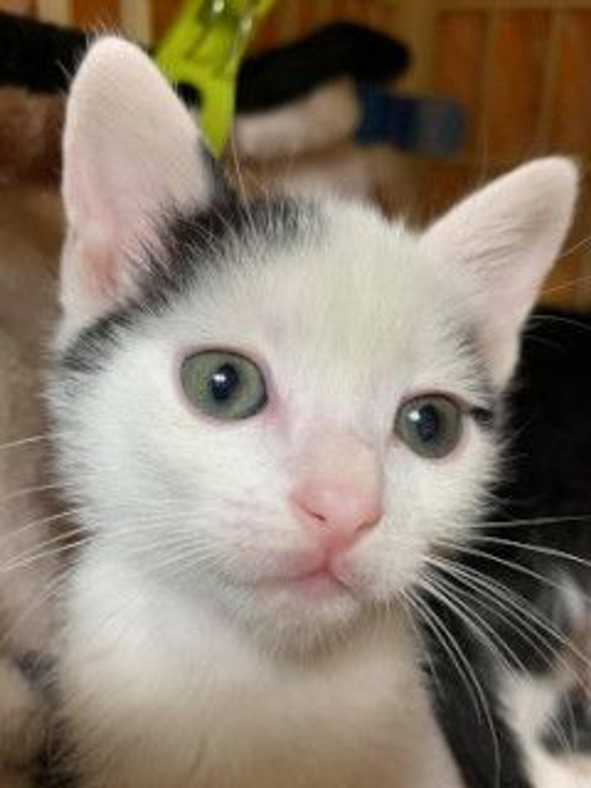 pet-image-4