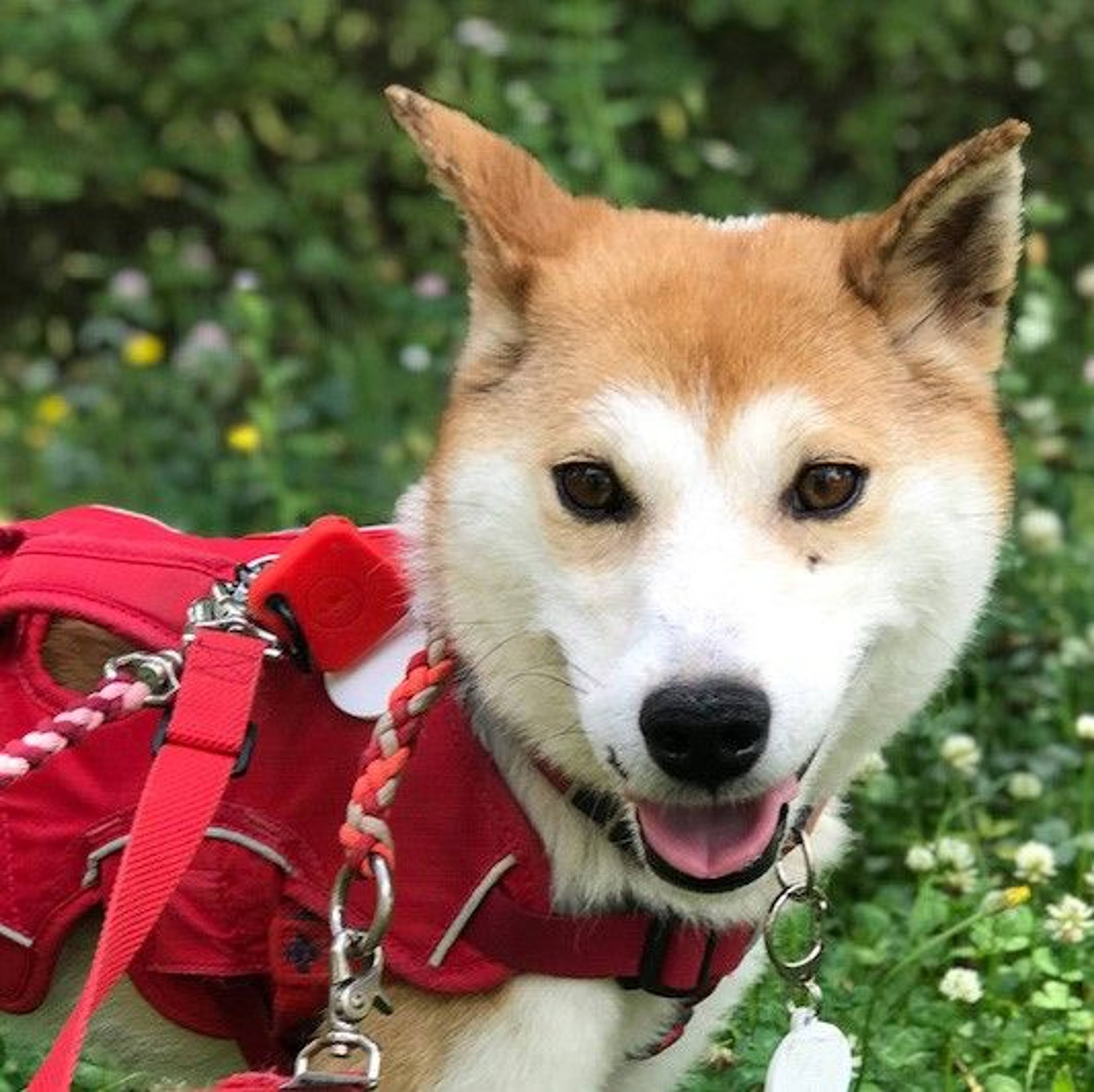 雑種（ミックス犬）・メスの里親募集の写真