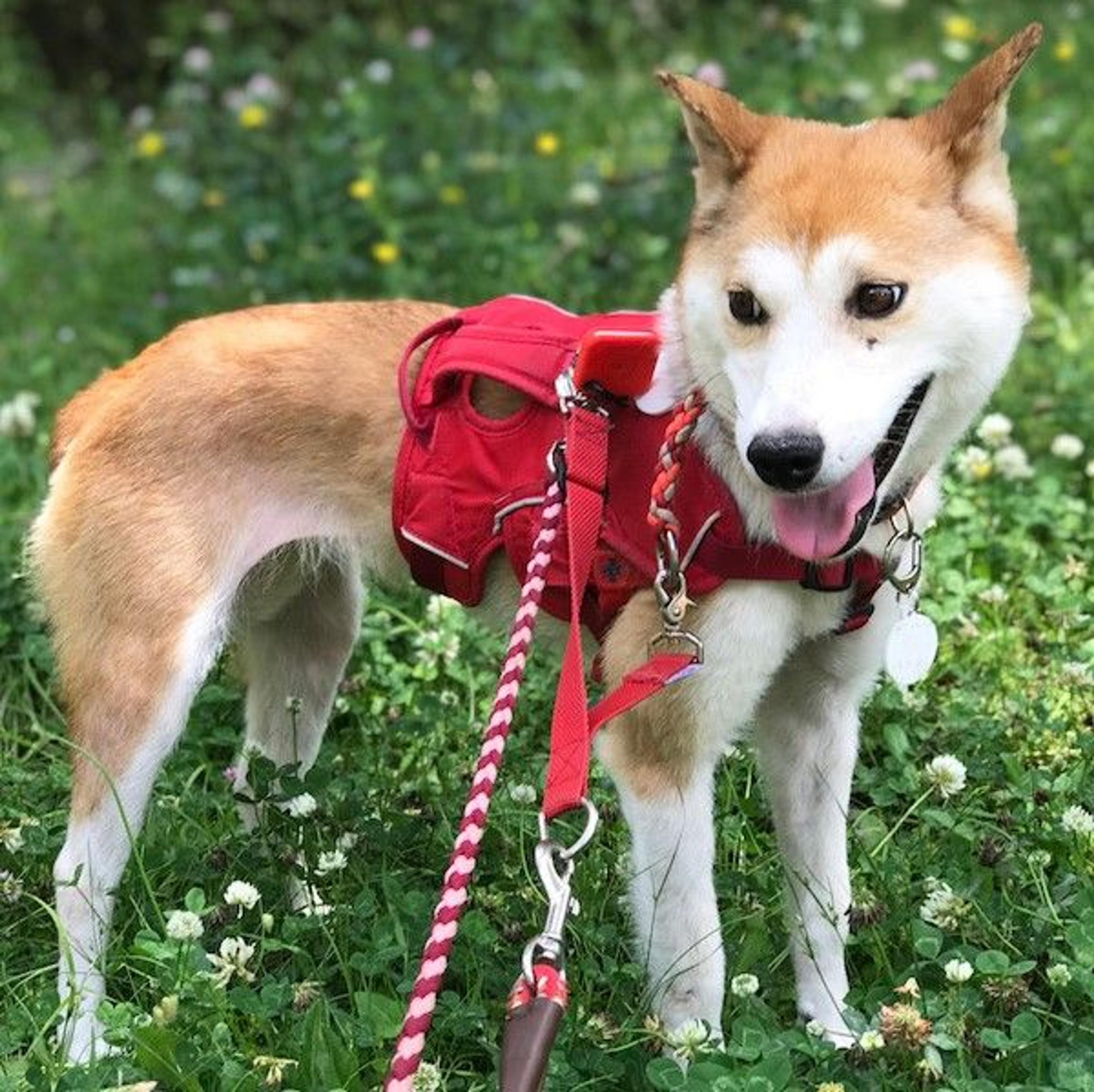 pet-image-2