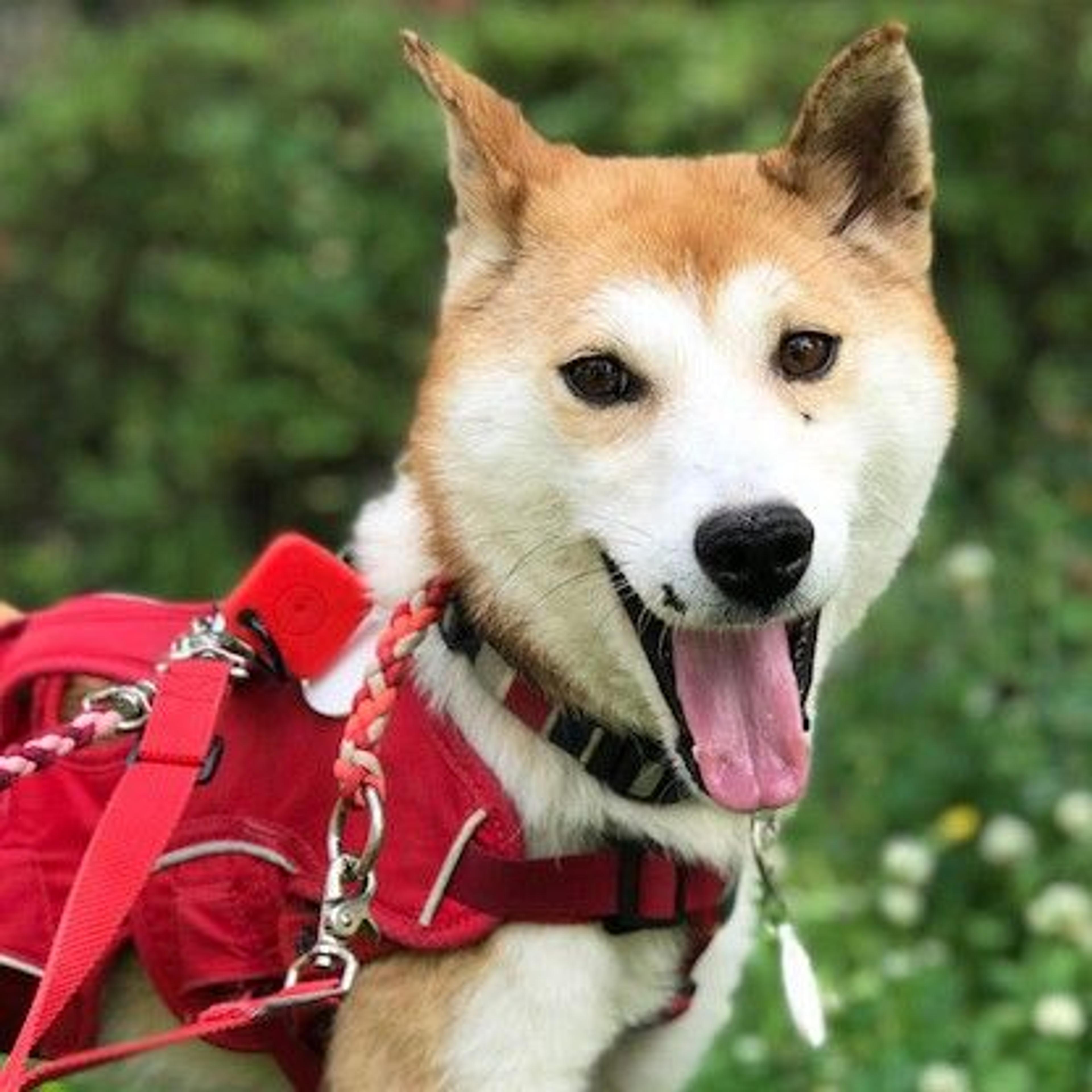 pet-image-4