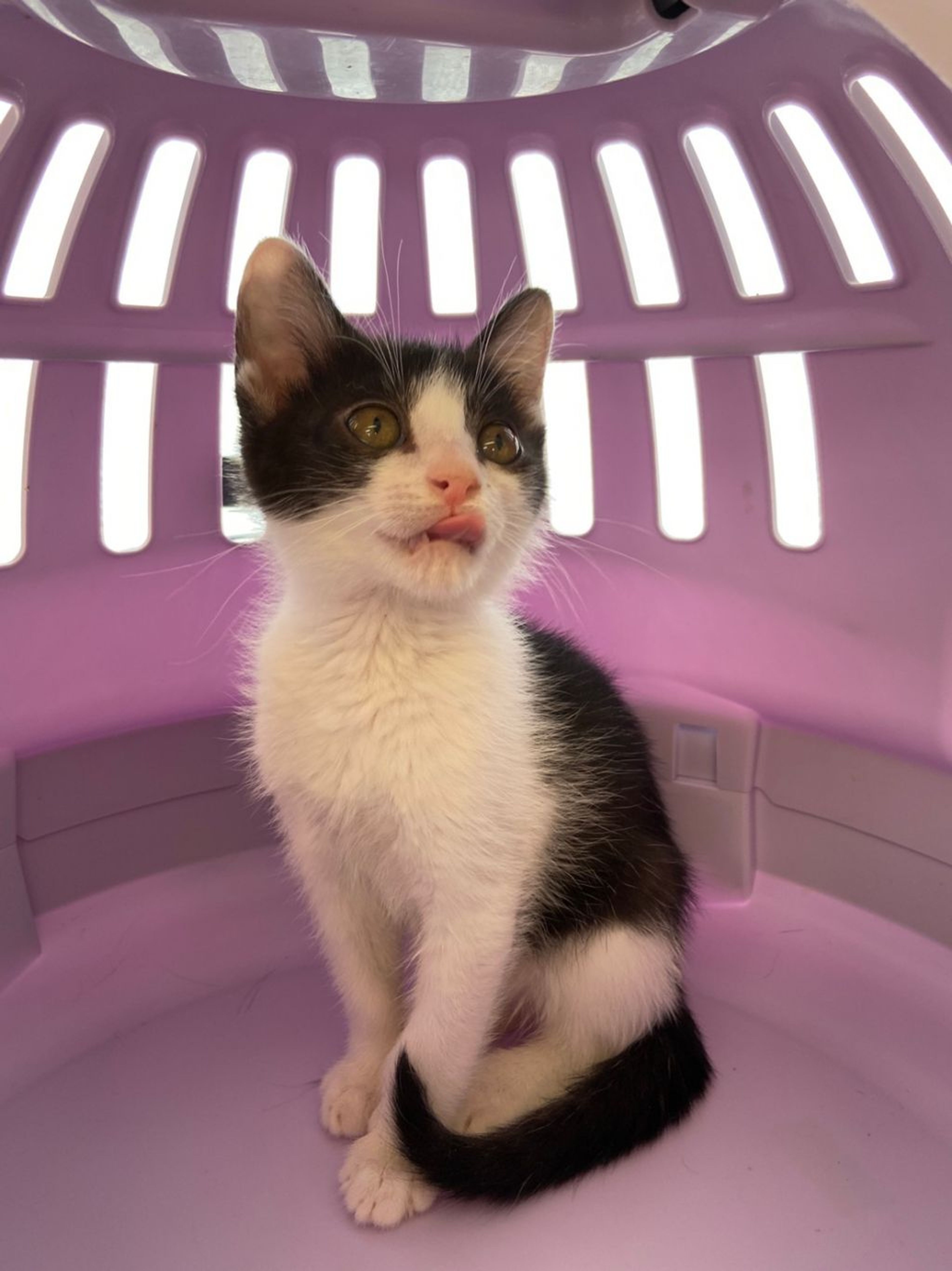 pet-image-3